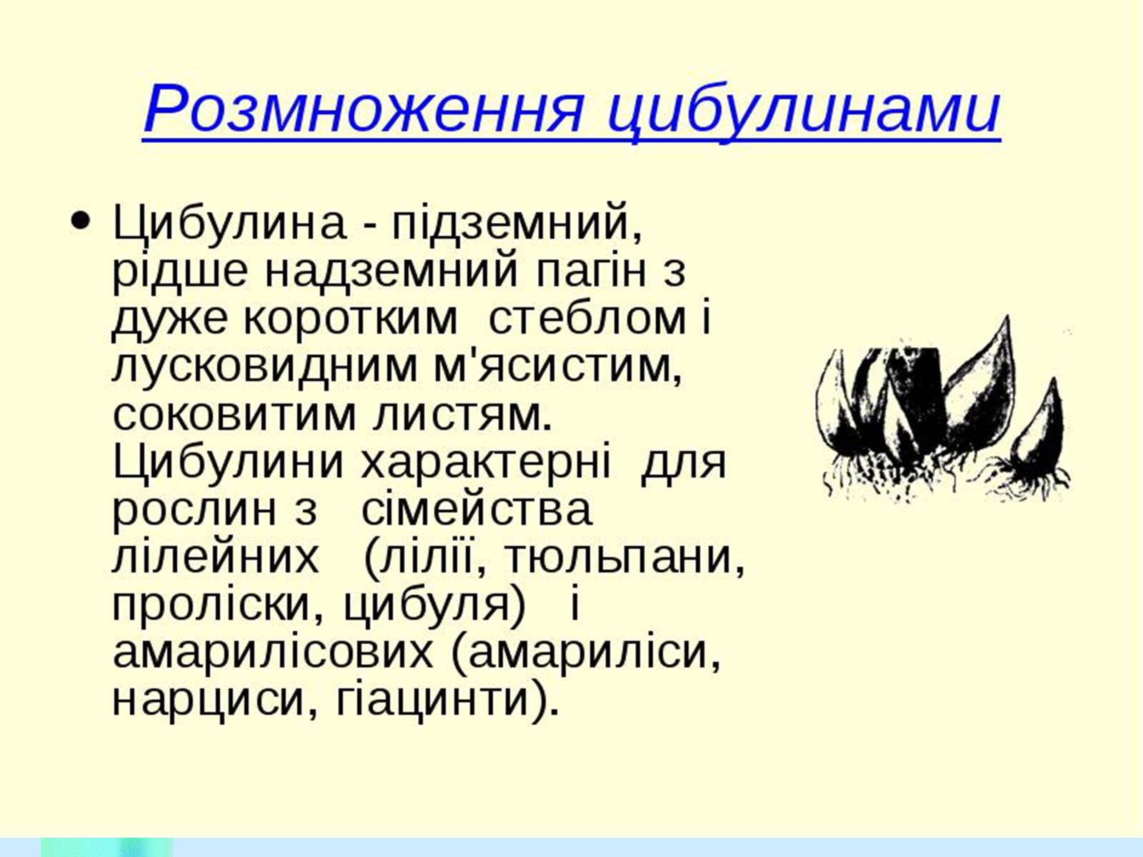 Презентація на тему «Вегетативне розмноження рослин» - Слайд #13 Презентація на тему «Вегетативне розмноження рослин» - Слайд #13