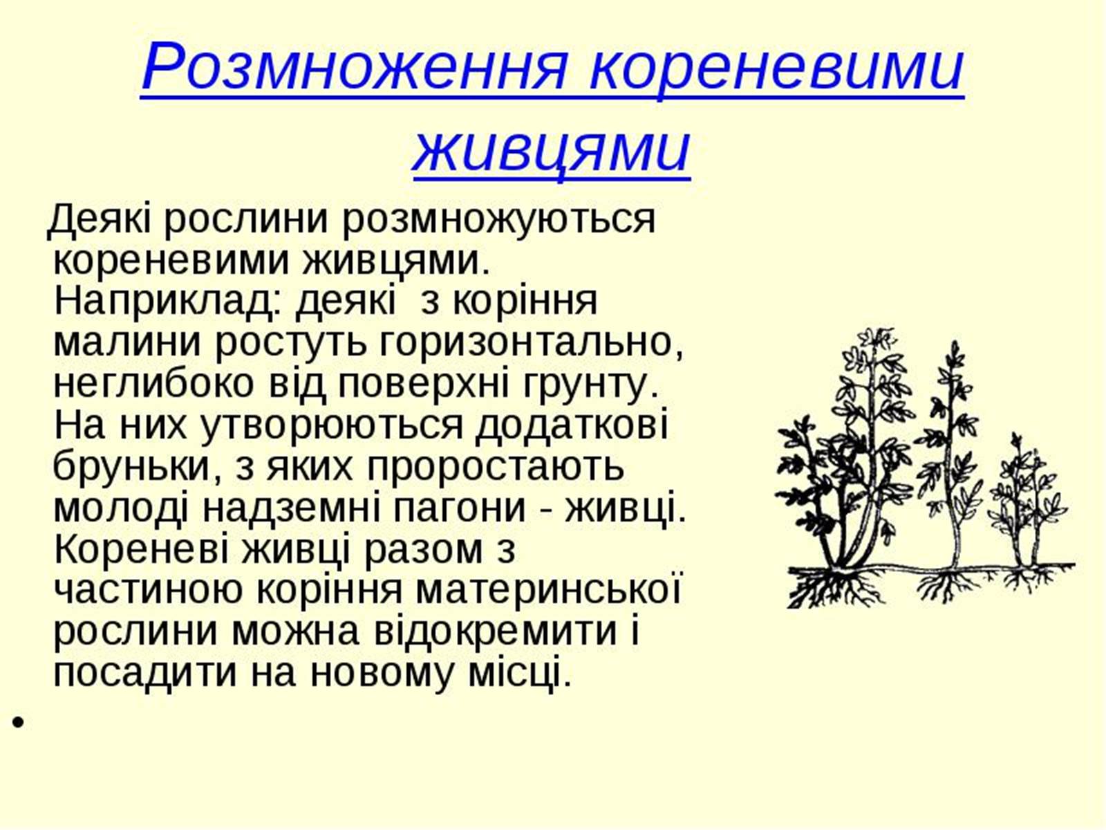 Презентація на тему «Вегетативне розмноження рослин» - Слайд #14 Презентація на тему «Вегетативне розмноження рослин» - Слайд #14