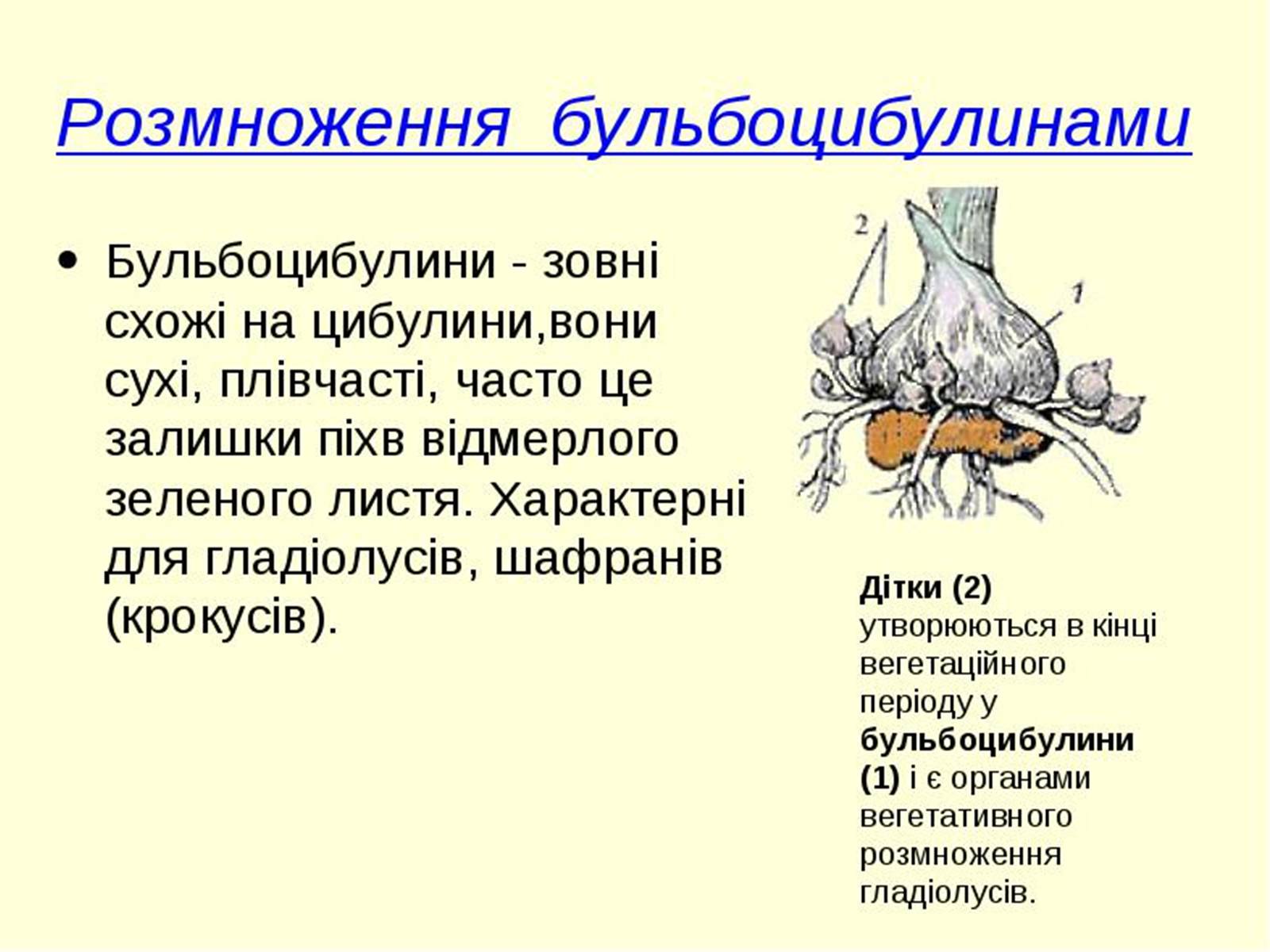 Презентація на тему «Вегетативне розмноження рослин» - Слайд #15 Презентація на тему «Вегетативне розмноження рослин» - Слайд #15