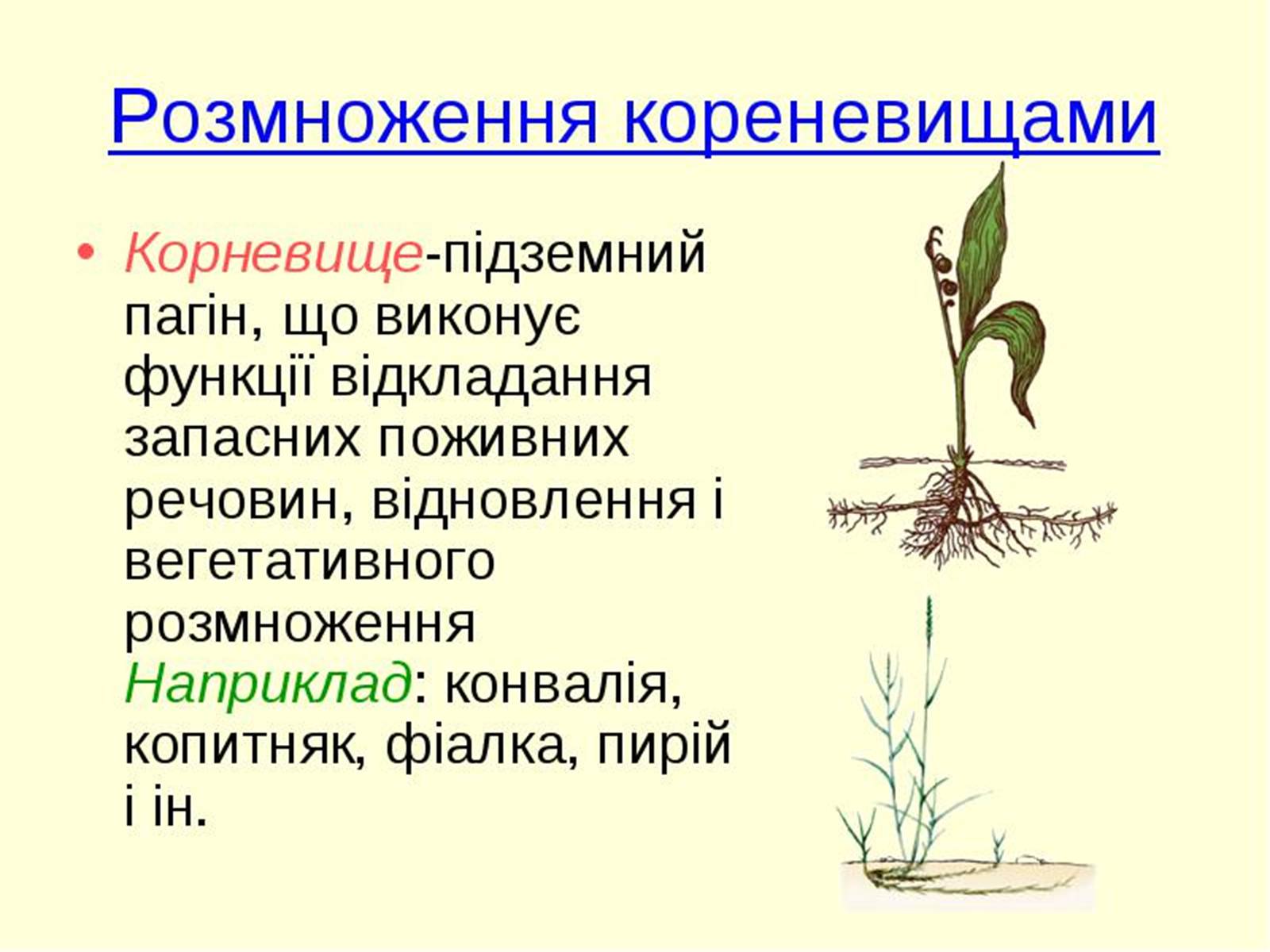 Презентація на тему «Вегетативне розмноження рослин» - Слайд #3 Презентація на тему «Вегетативне розмноження рослин» - Слайд #3
