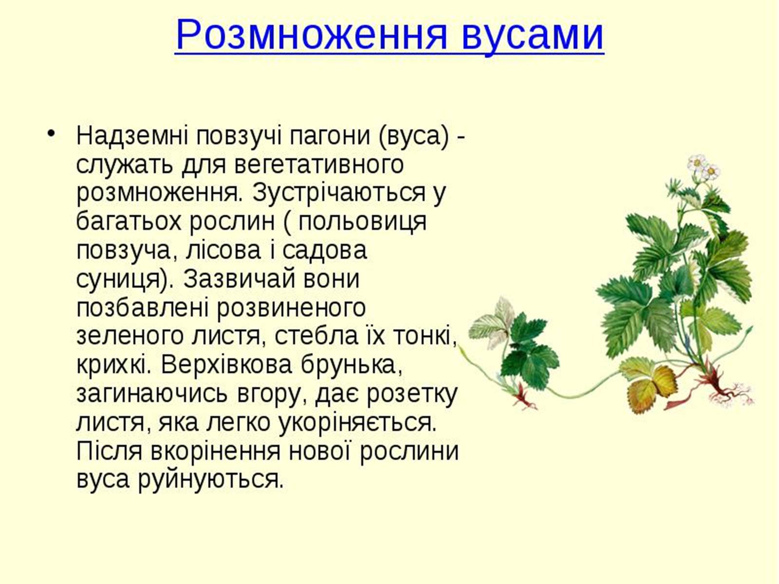 Презентація на тему «Вегетативне розмноження рослин» - Слайд #5 Презентація на тему «Вегетативне розмноження рослин» - Слайд #5