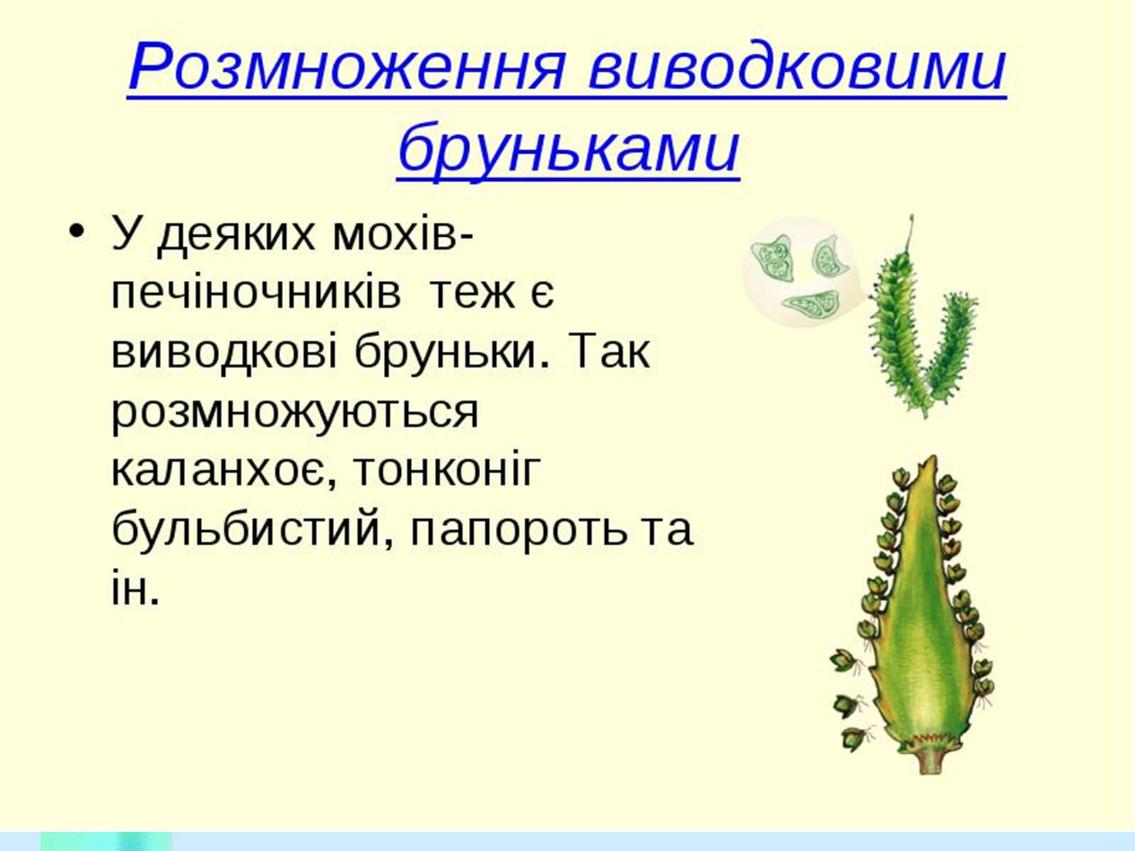 Презентація на тему «Вегетативне розмноження рослин» - Слайд #7 Презентація на тему «Вегетативне розмноження рослин» - Слайд #7