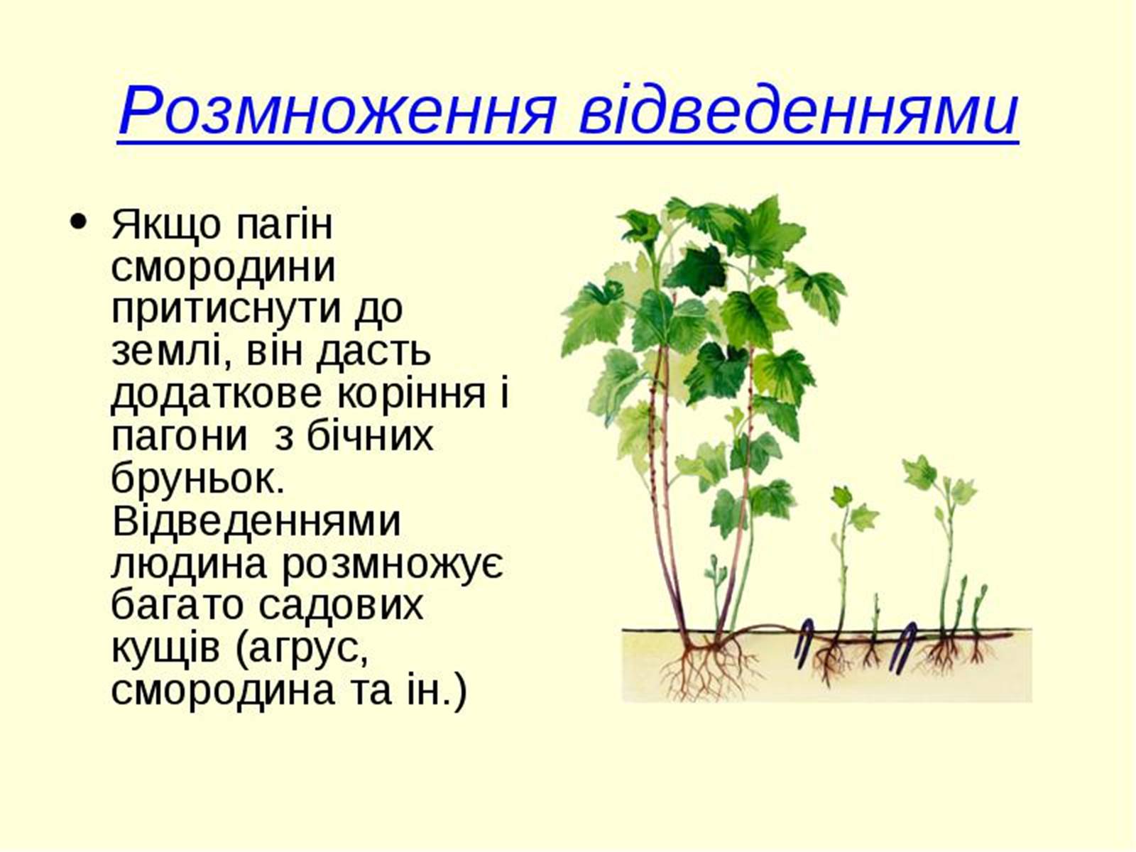 Презентація на тему «Вегетативне розмноження рослин» - Слайд #8 Презентація на тему «Вегетативне розмноження рослин» - Слайд #8