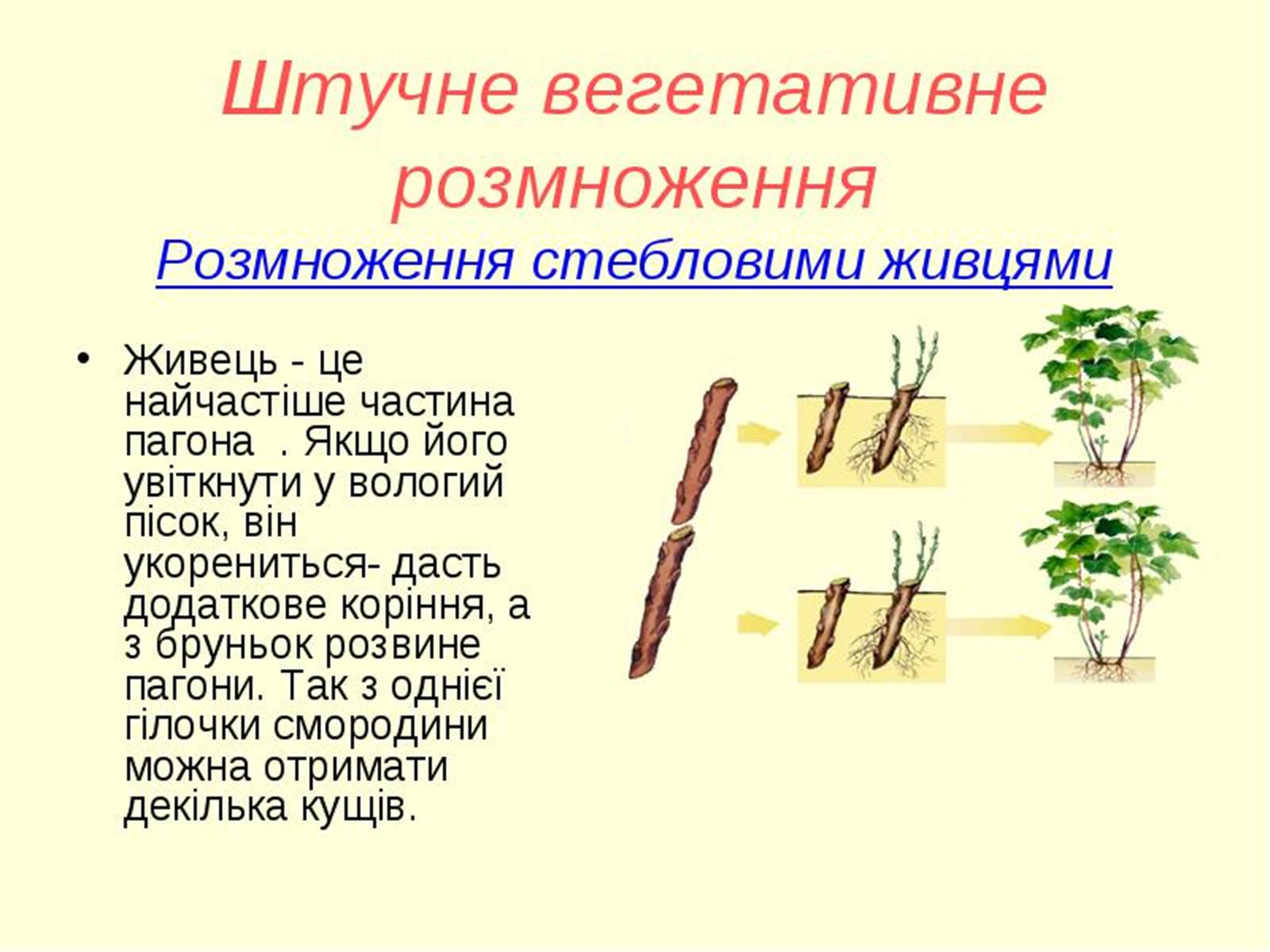 Презентація на тему «Вегетативне розмноження рослин» - Слайд #9 Презентація на тему «Вегетативне розмноження рослин» - Слайд #9