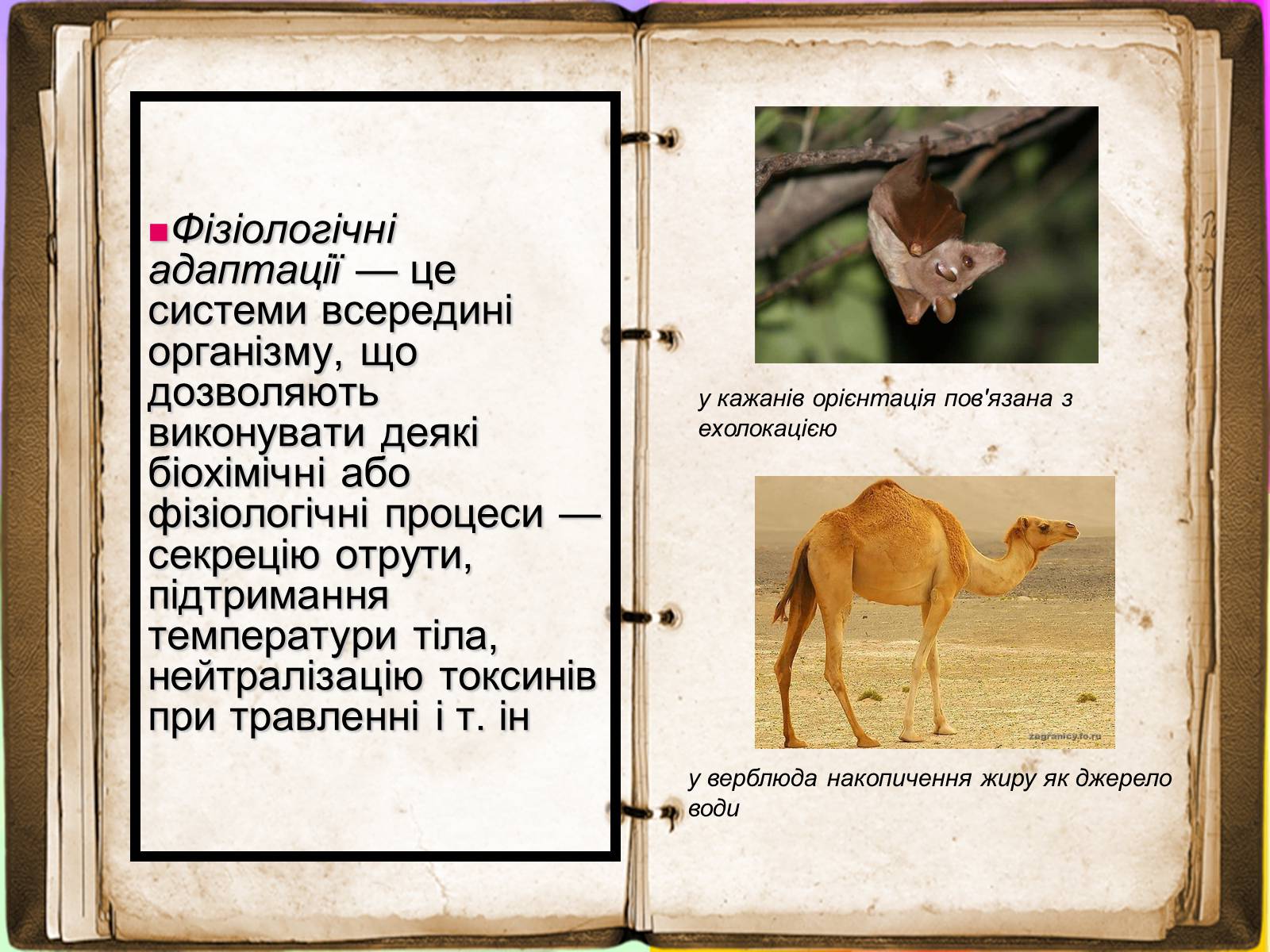 Презентація на тему «Адаптація» - Слайд #7 Презентація на тему «Адаптація» - Слайд #7