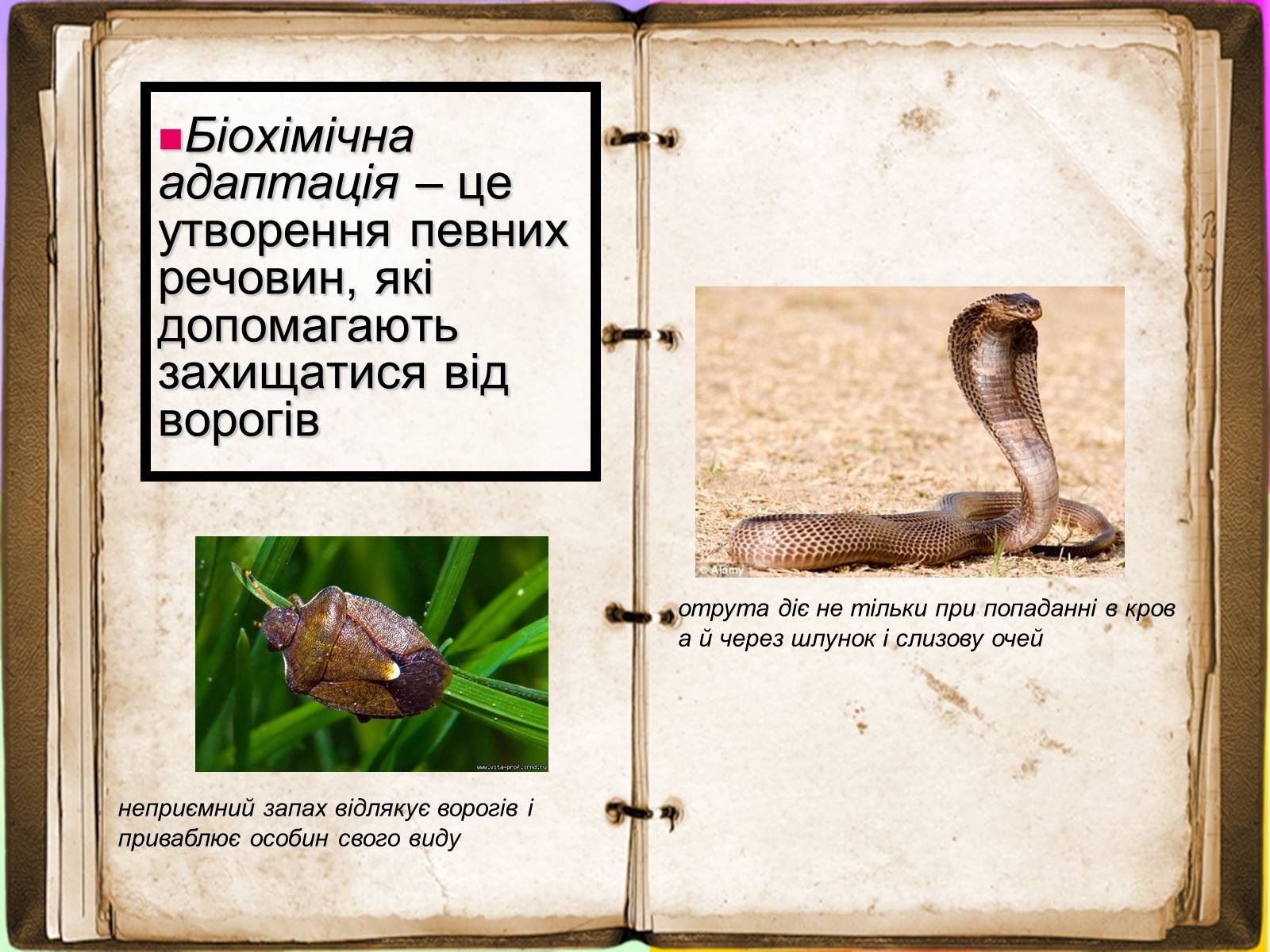 Презентація на тему «Адаптація» - Слайд #8 Презентація на тему «Адаптація» - Слайд #8