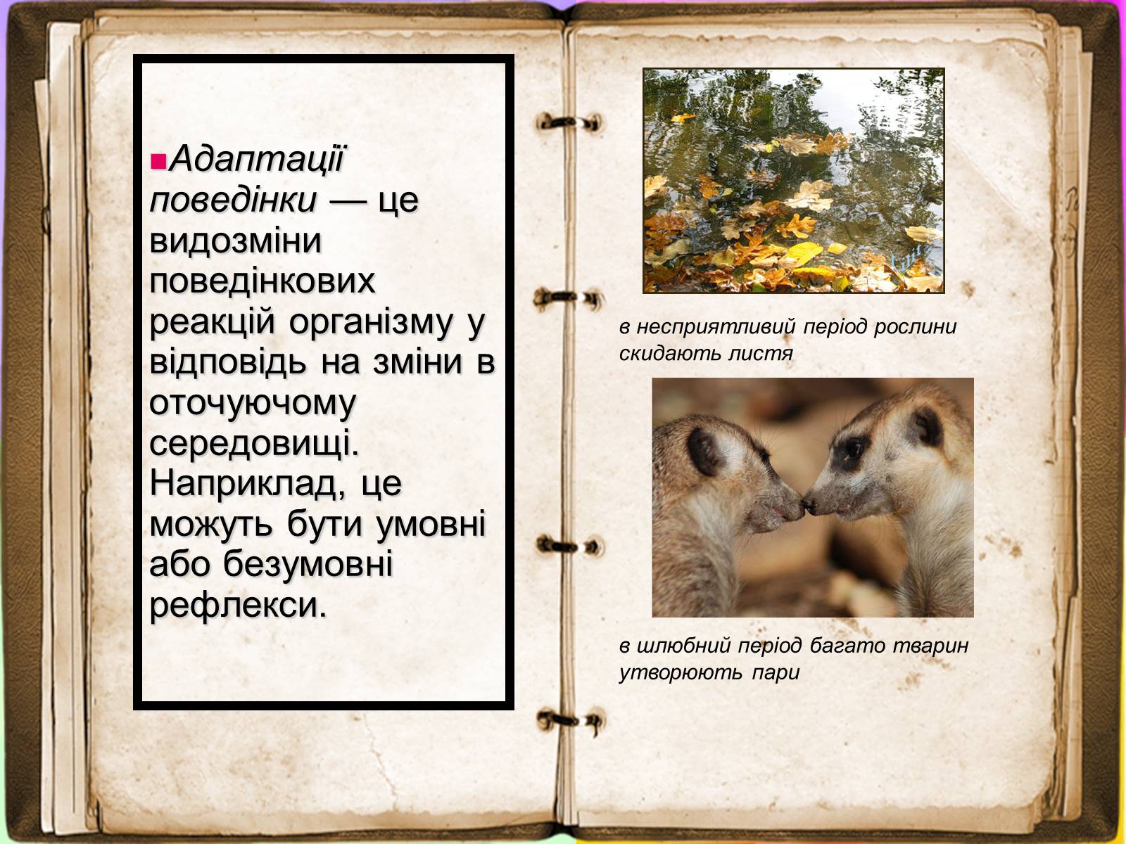 Презентація на тему «Адаптація» - Слайд #9 Презентація на тему «Адаптація» - Слайд #9