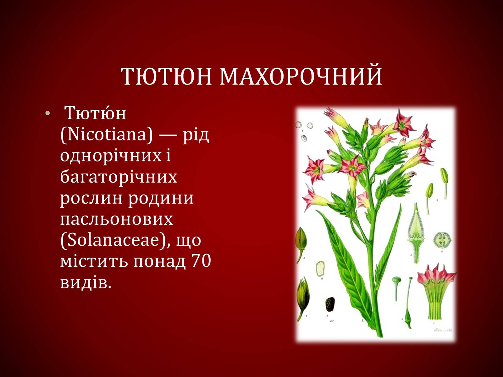 Презентація на тему «Шкідливий вплив тютюнопаління» (варіант 1) - Слайд #7 Презентація на тему «Шкідливий вплив тютюнопаління» (варіант 1) - Слайд #7
