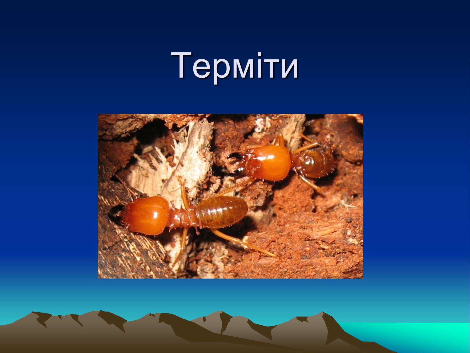 Презентація на тему «Терміти» - Слайд #1 Презентація на тему «Терміти» - Слайд #1