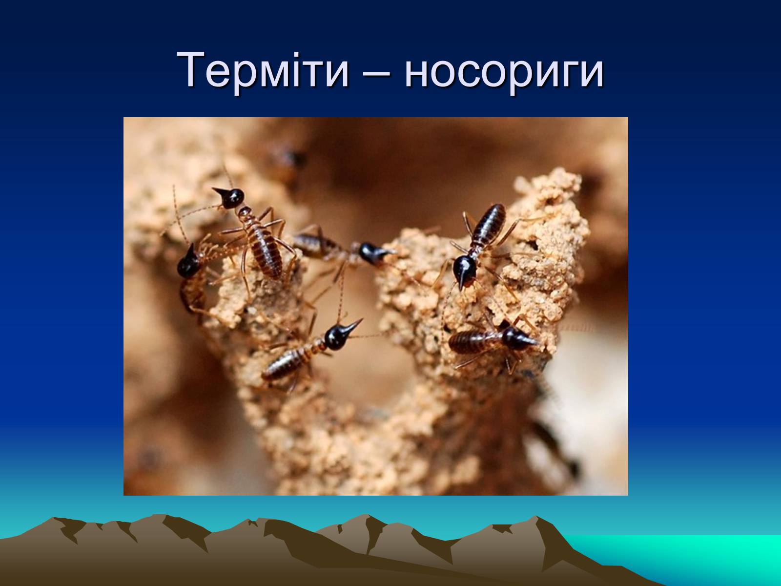 Презентація на тему «Терміти» - Слайд #11 Презентація на тему «Терміти» - Слайд #11