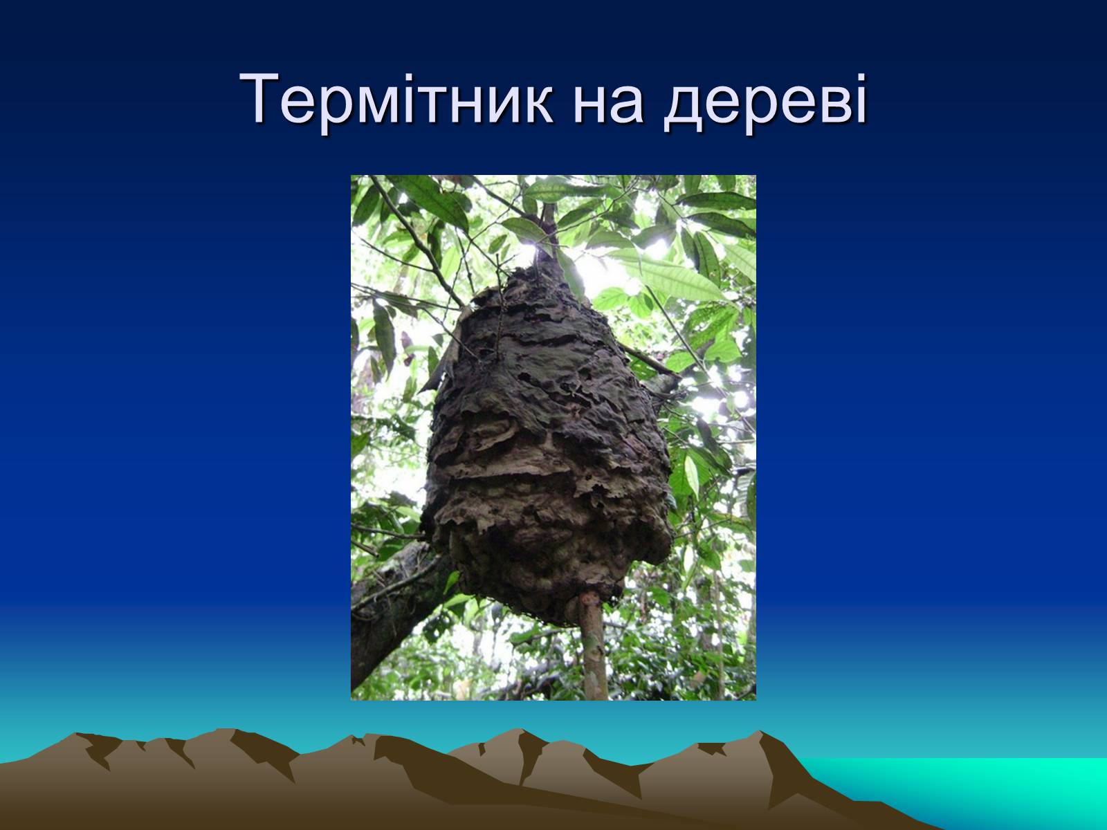 Презентація на тему «Терміти» - Слайд #14 Презентація на тему «Терміти» - Слайд #14