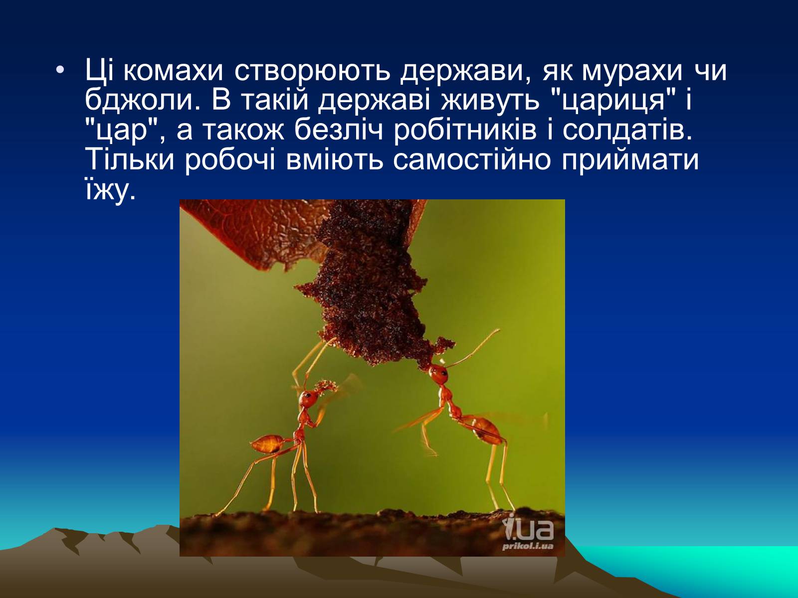 Презентація на тему «Терміти» - Слайд #4 Презентація на тему «Терміти» - Слайд #4