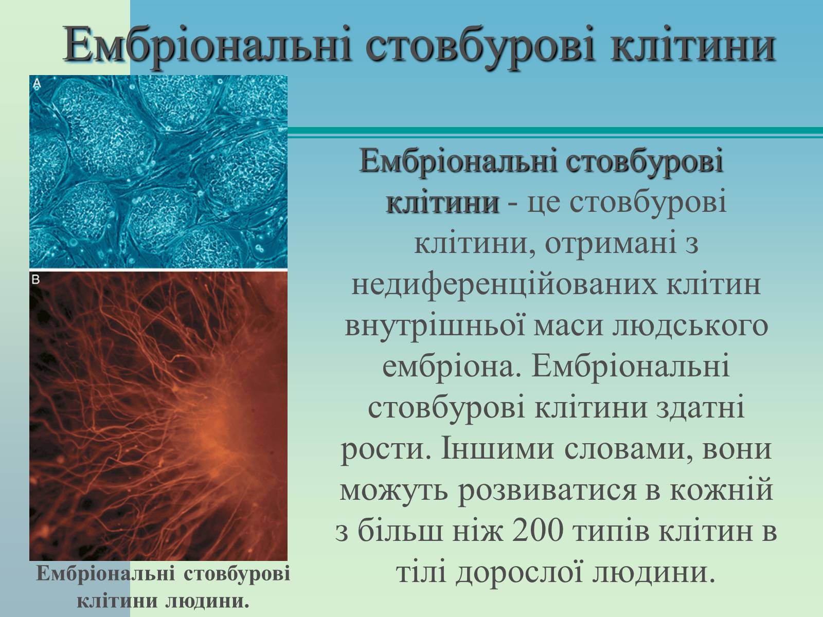 Презентація на тему «Стовбурові клітини» (варіант 2) - Слайд #6 Презентація на тему «Стовбурові клітини» (варіант 2) - Слайд #6