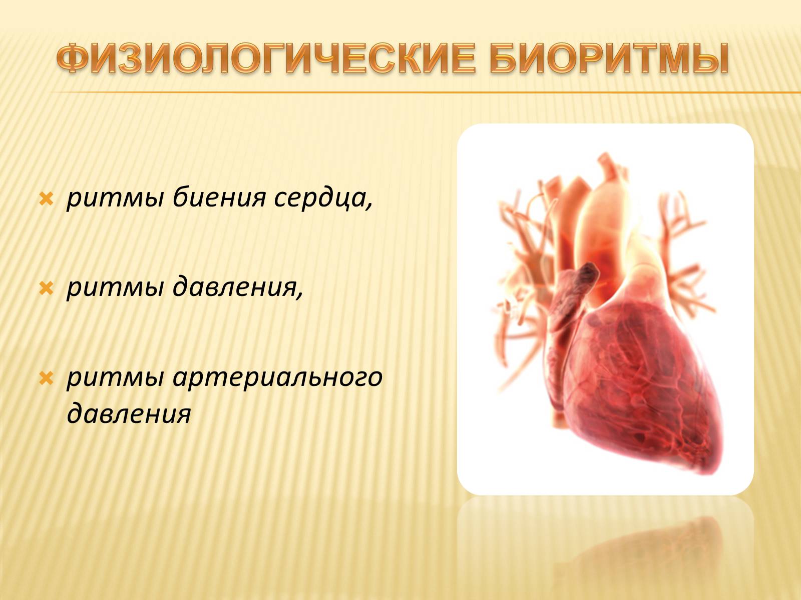 Презентація на тему «Биоритмы человека» - Слайд #10 Презентація на тему «Биоритмы человека» - Слайд #10