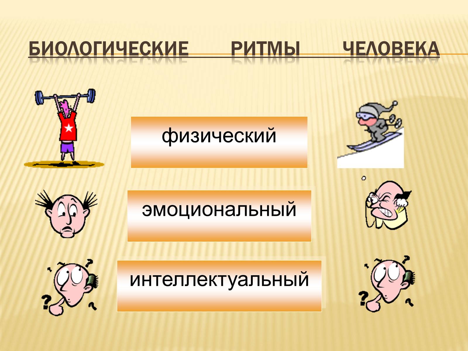Презентація на тему «Биоритмы человека» - Слайд #11 Презентація на тему «Биоритмы человека» - Слайд #11