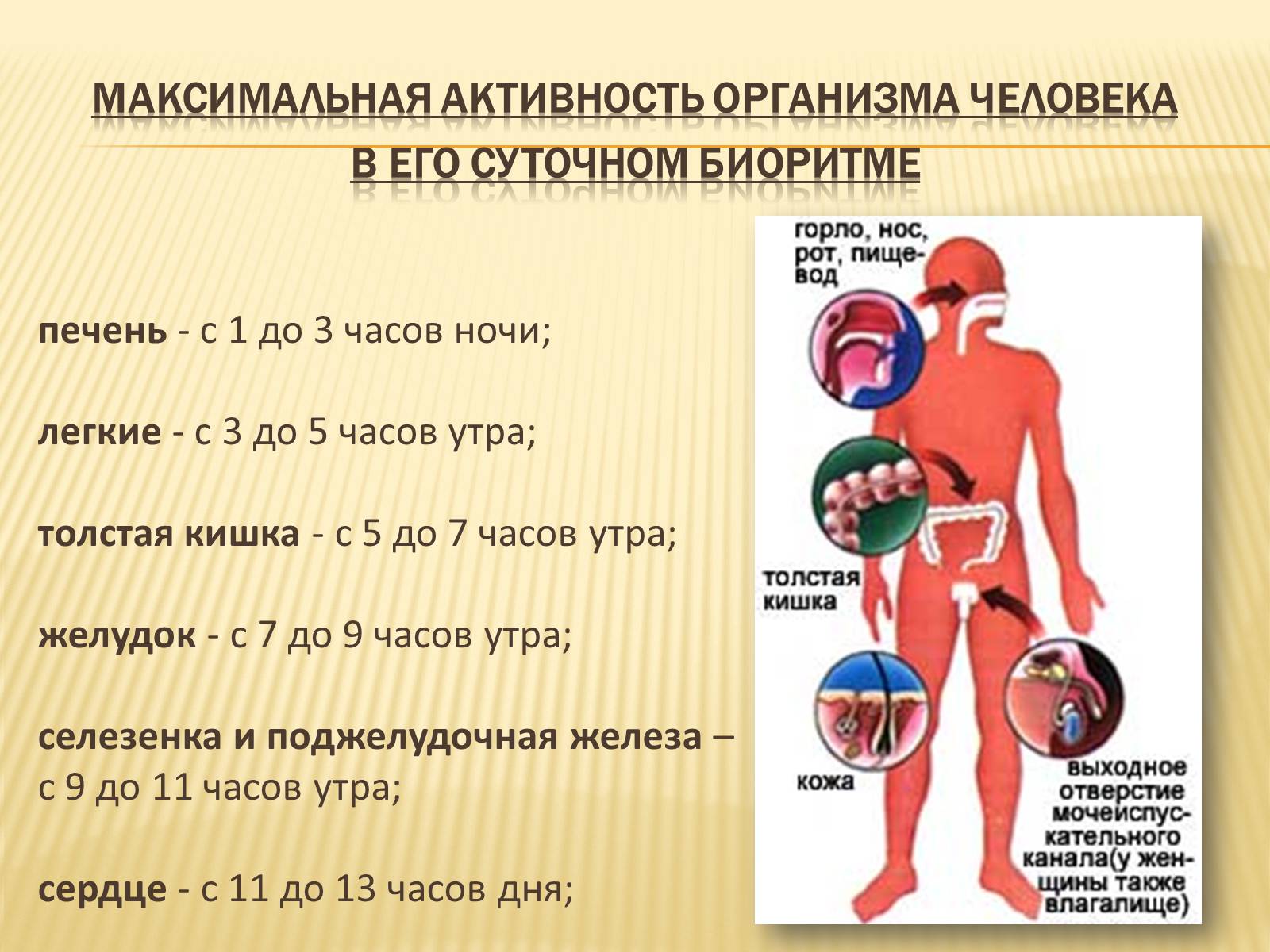 Презентація на тему «Биоритмы человека» - Слайд #12 Презентація на тему «Биоритмы человека» - Слайд #12