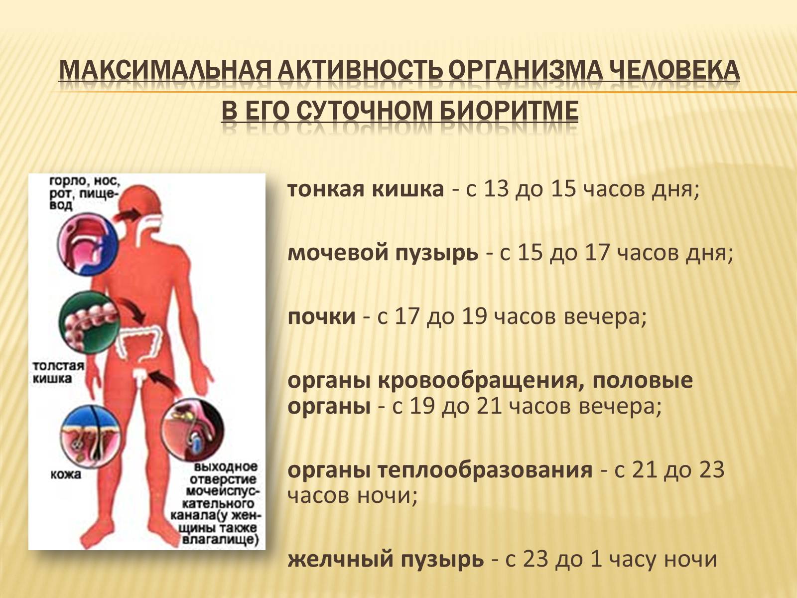 Презентація на тему «Биоритмы человека» - Слайд #13 Презентація на тему «Биоритмы человека» - Слайд #13