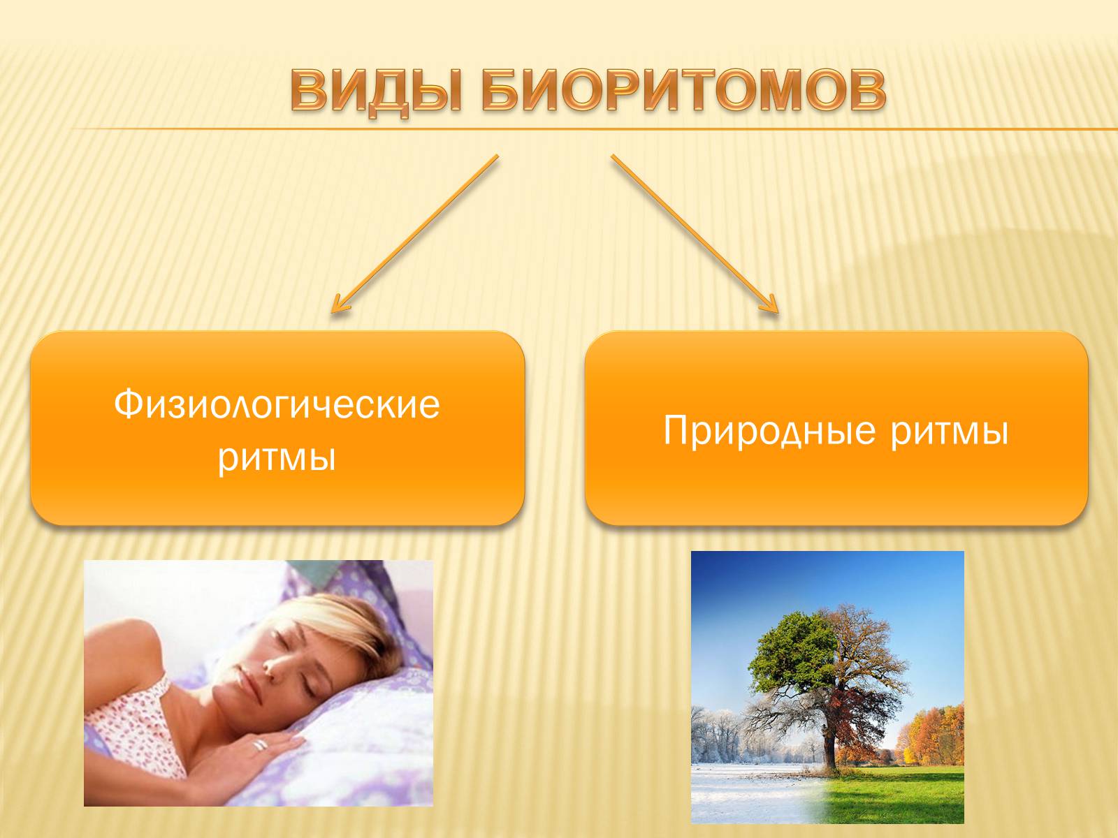 Презентація на тему «Биоритмы человека» - Слайд #7 Презентація на тему «Биоритмы человека» - Слайд #7