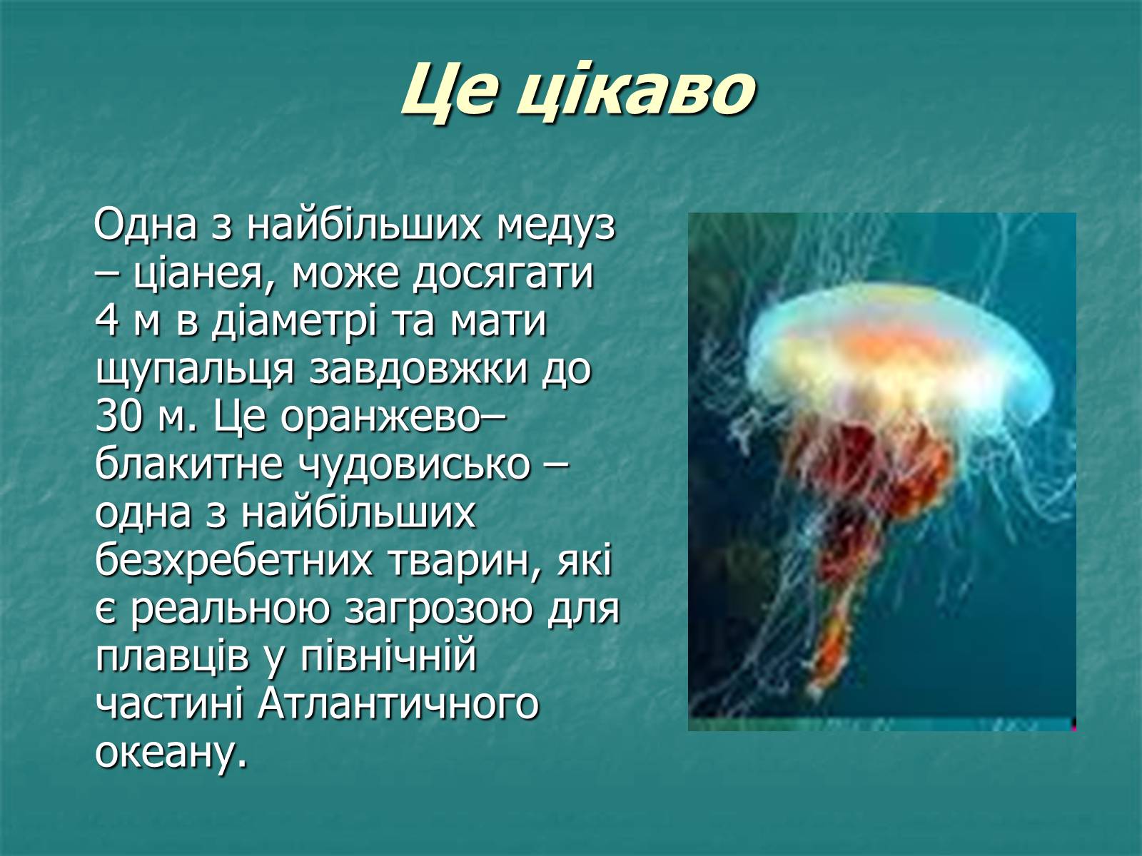 Презентація на тему «Найпростіші багатоклітинні тварини» - Слайд #10 Презентація на тему «Найпростіші багатоклітинні тварини» - Слайд #10