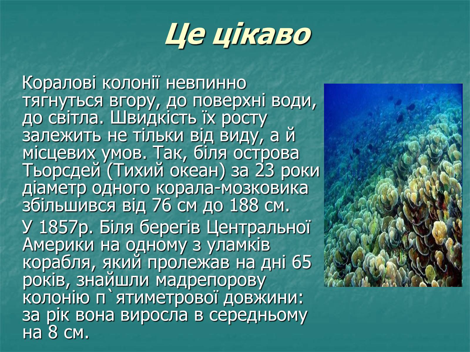 Презентація на тему «Найпростіші багатоклітинні тварини» - Слайд #13 Презентація на тему «Найпростіші багатоклітинні тварини» - Слайд #13