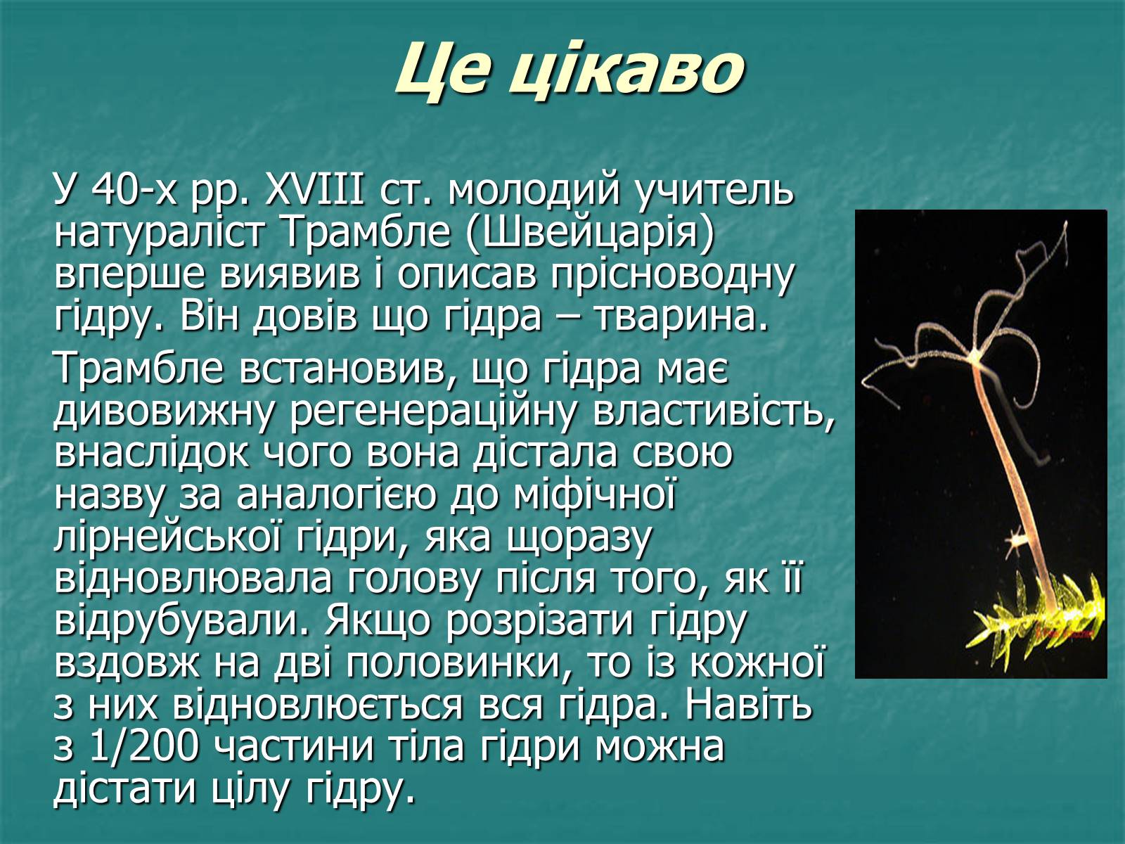 Презентація на тему «Найпростіші багатоклітинні тварини» - Слайд #8 Презентація на тему «Найпростіші багатоклітинні тварини» - Слайд #8
