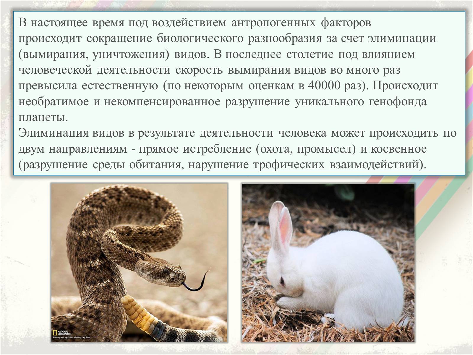 Презентація на тему «Биоразнообразие» - Слайд #11 Презентація на тему «Биоразнообразие» - Слайд #11