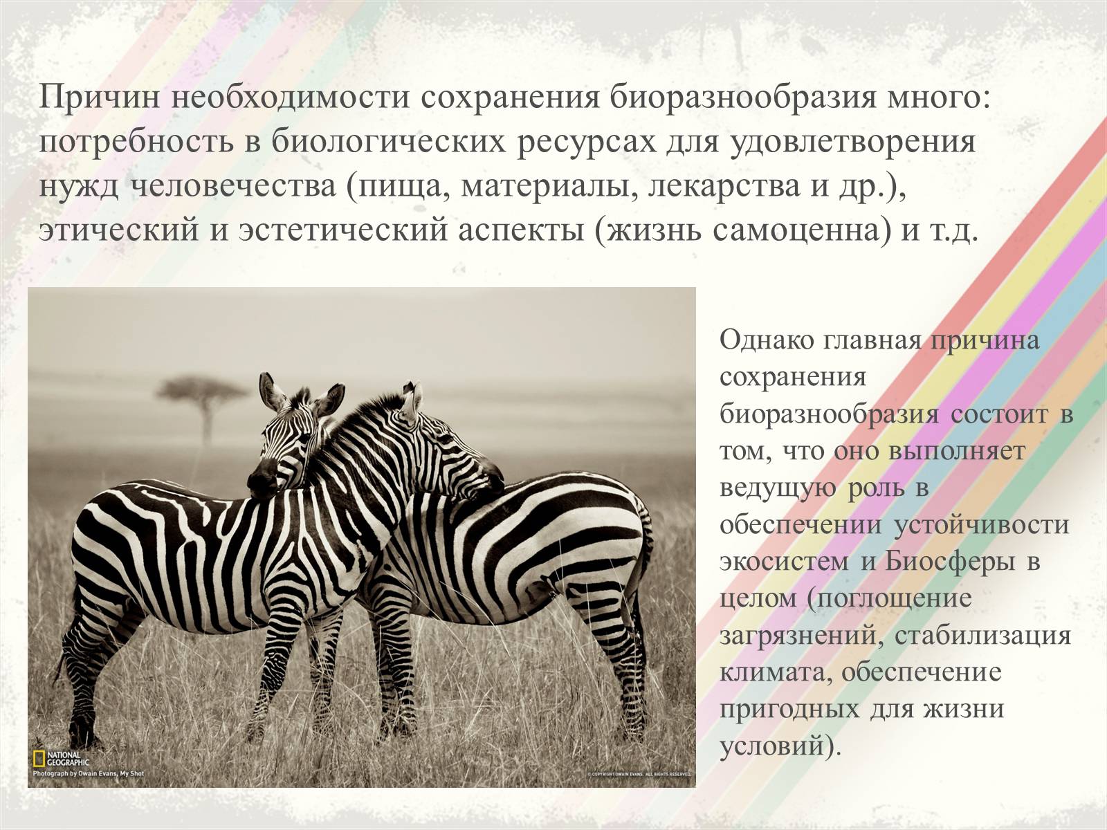 Презентація на тему «Биоразнообразие» - Слайд #14 Презентація на тему «Биоразнообразие» - Слайд #14