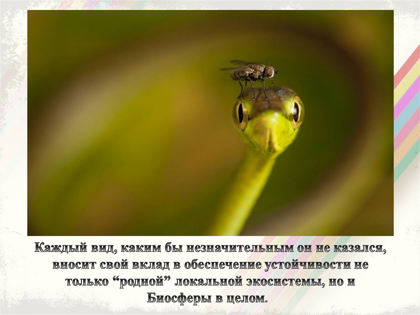 Презентація на тему «Биоразнообразие» - Слайд #15 Презентація на тему «Биоразнообразие» - Слайд #15