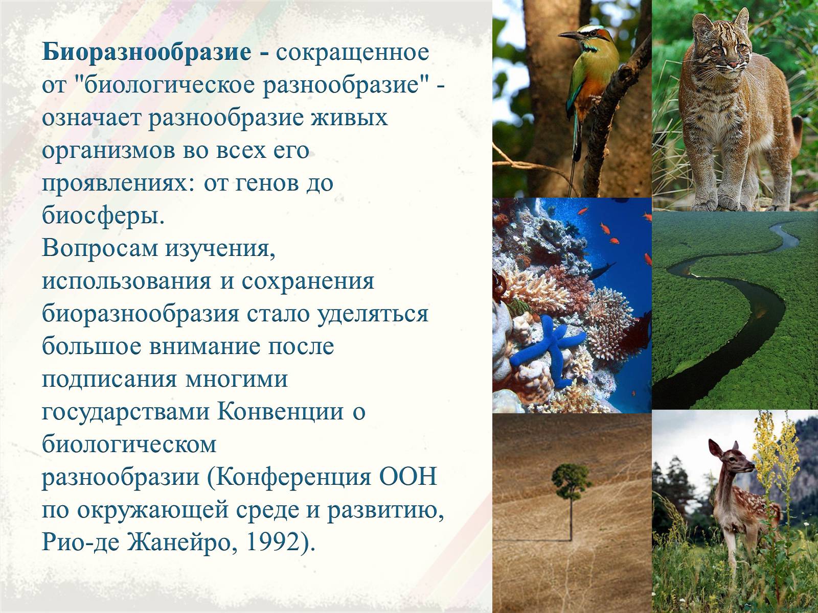 Презентація на тему «Биоразнообразие» - Слайд #2 Презентація на тему «Биоразнообразие» - Слайд #2