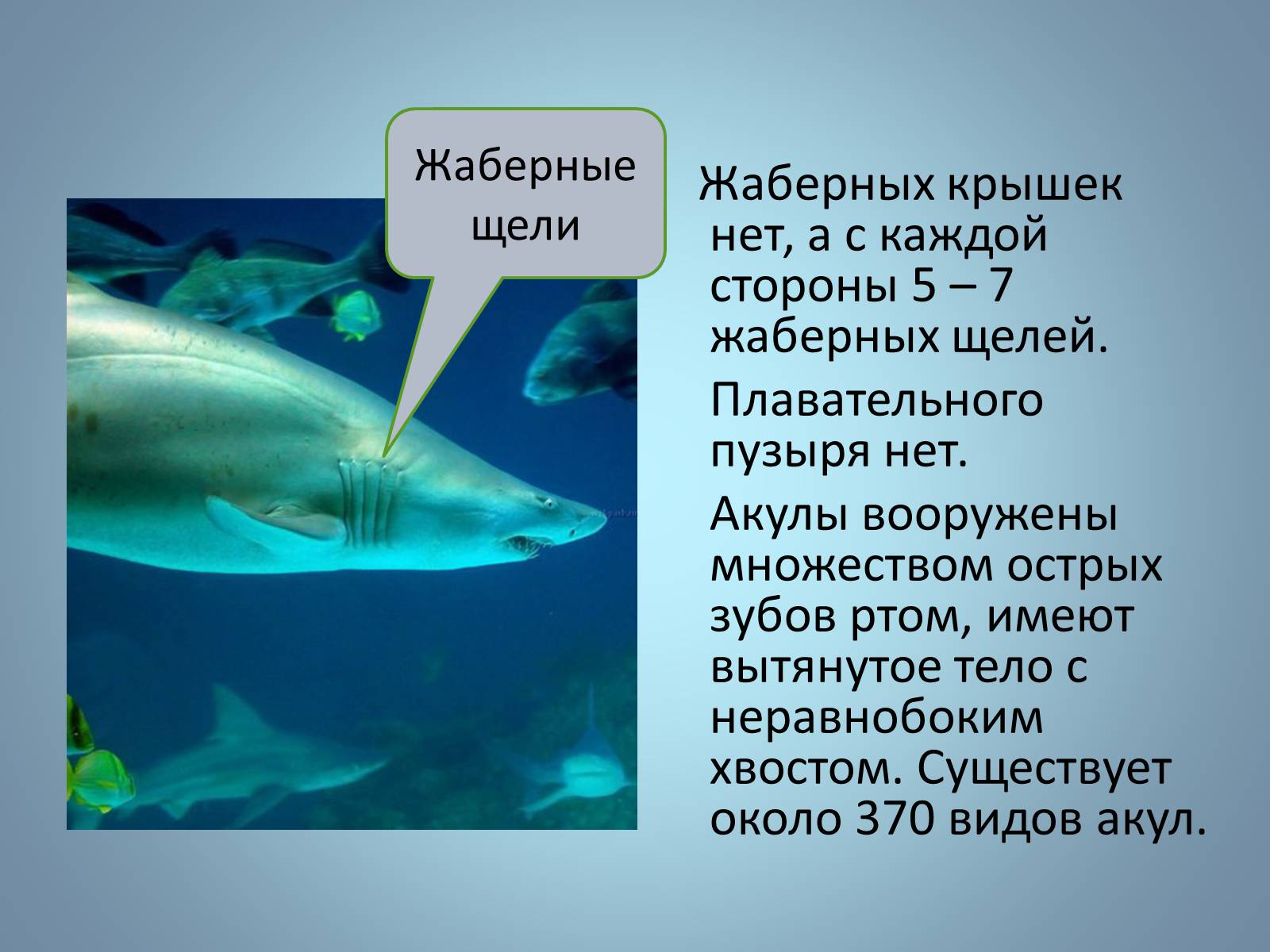 Презентація на тему «Хрящові риби» (варіант 1) - Слайд #16 Презентація на тему «Хрящові риби» (варіант 1) - Слайд #16