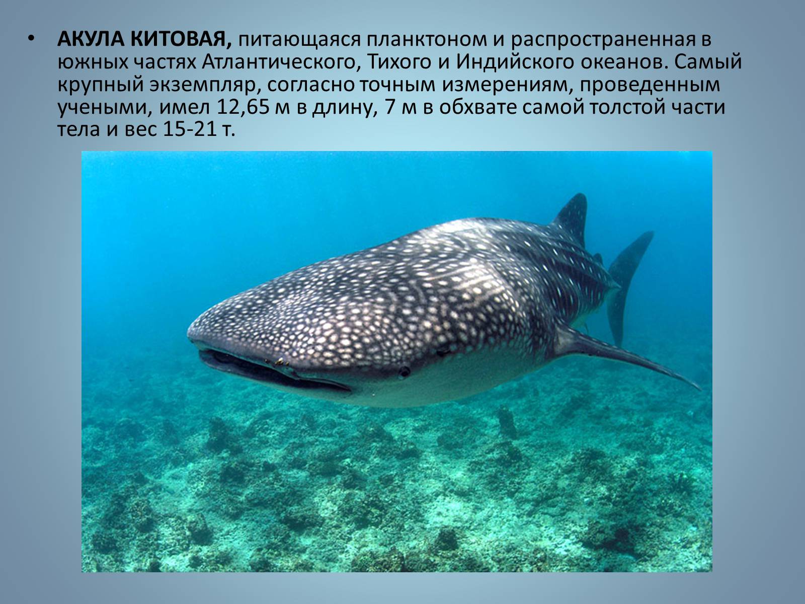 Презентація на тему «Хрящові риби» (варіант 1) - Слайд #20 Презентація на тему «Хрящові риби» (варіант 1) - Слайд #20