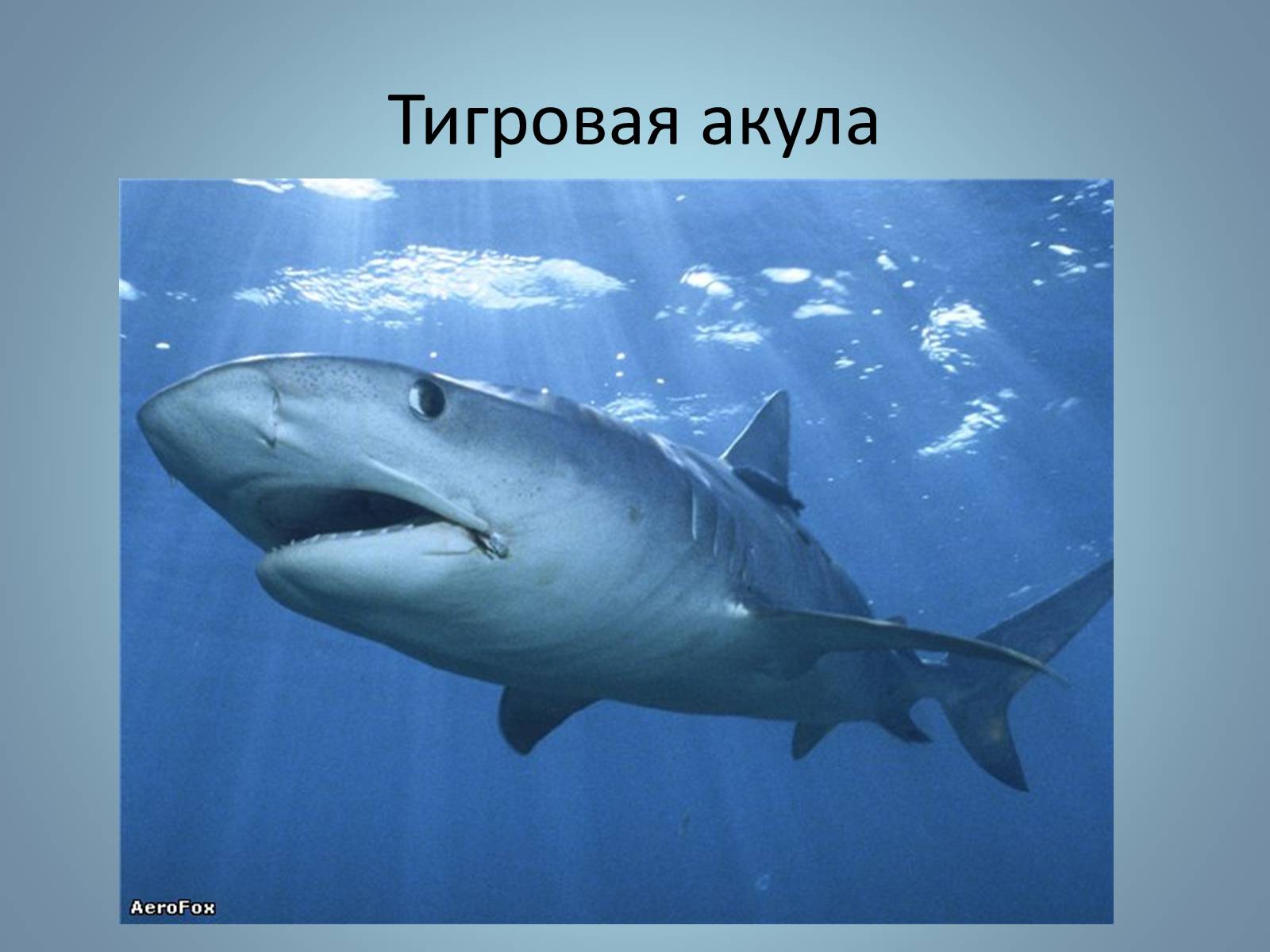 Презентація на тему «Хрящові риби» (варіант 1) - Слайд #22 Презентація на тему «Хрящові риби» (варіант 1) - Слайд #22