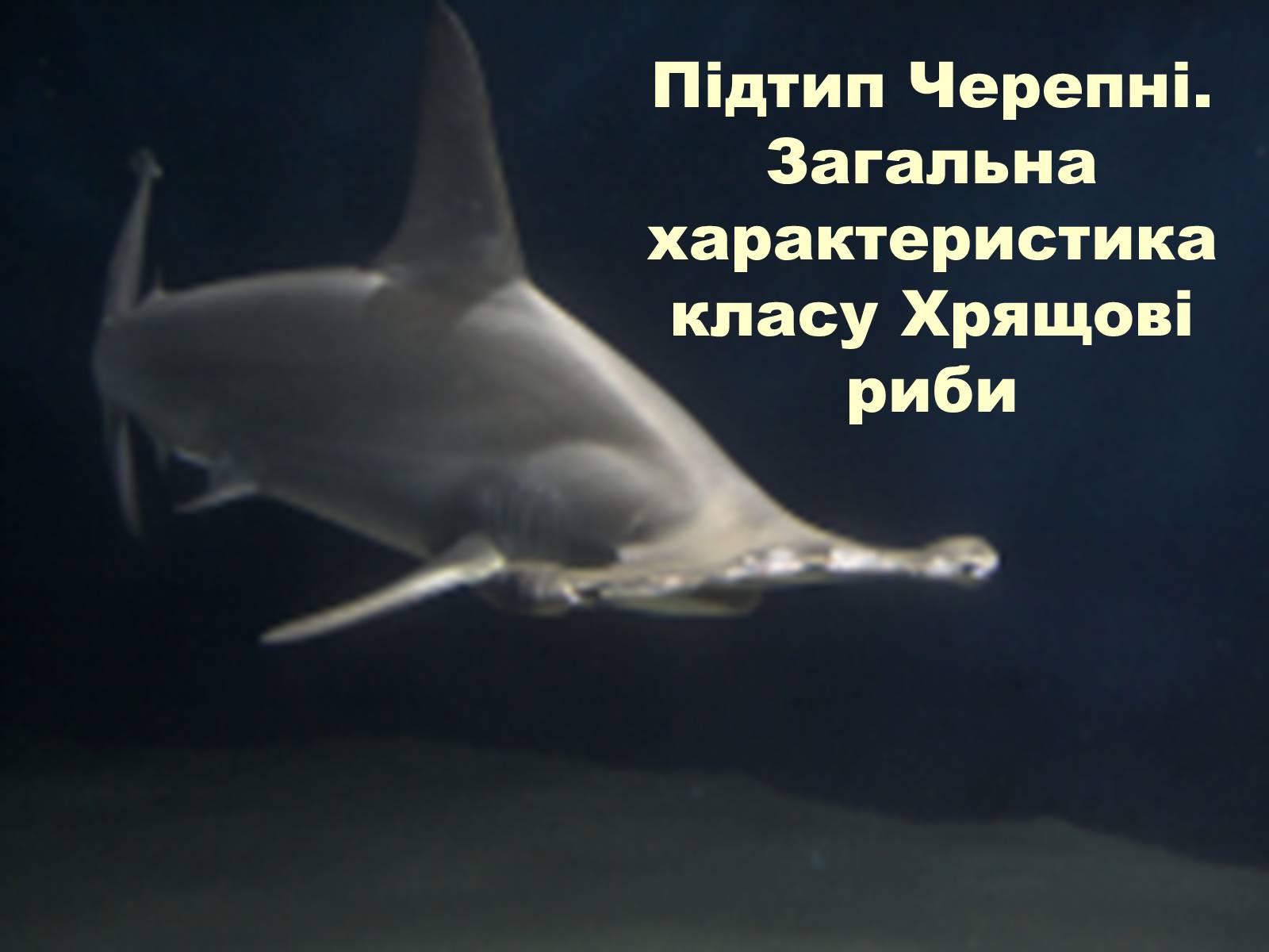 Презентація на тему «Хрящові риби» (варіант 1) - Слайд #3 Презентація на тему «Хрящові риби» (варіант 1) - Слайд #3