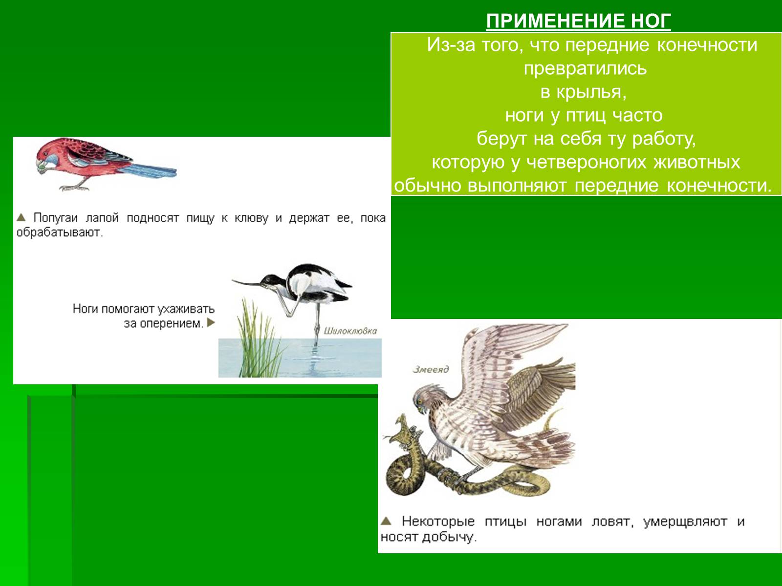 Презентація на тему «Птицы» (варіант 1) - Слайд #11 Презентація на тему «Птицы» (варіант 1) - Слайд #11