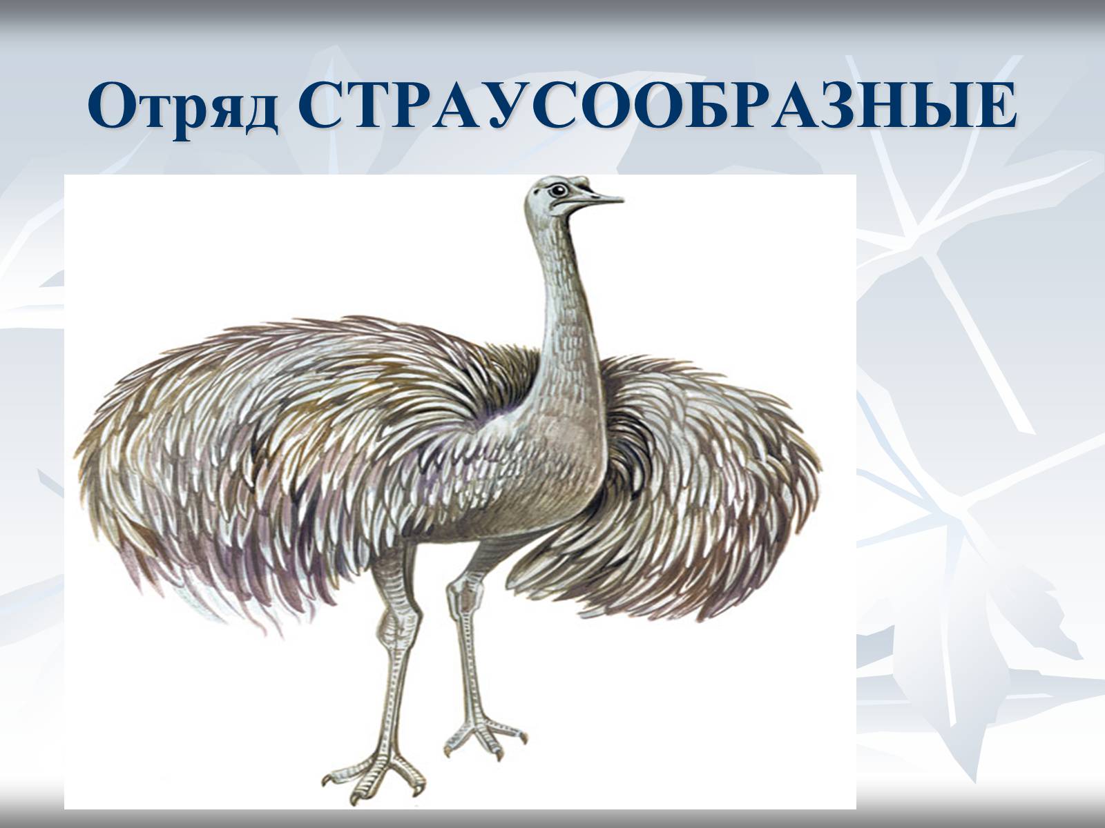 Презентація на тему «Птицы» (варіант 1) - Слайд #20 Презентація на тему «Птицы» (варіант 1) - Слайд #20