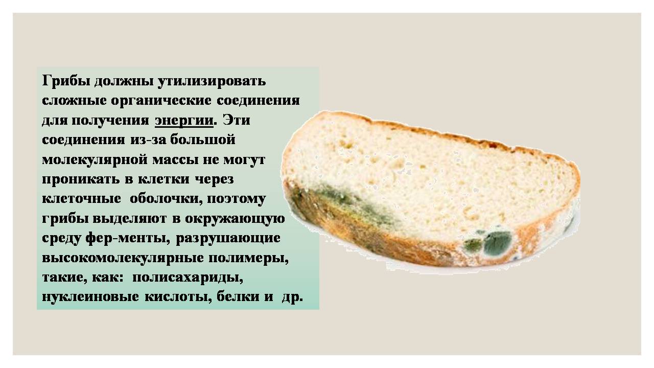 Презентація на тему «Микроорганизмы. Грибы» - Слайд #12 Презентація на тему «Микроорганизмы. Грибы» - Слайд #12
