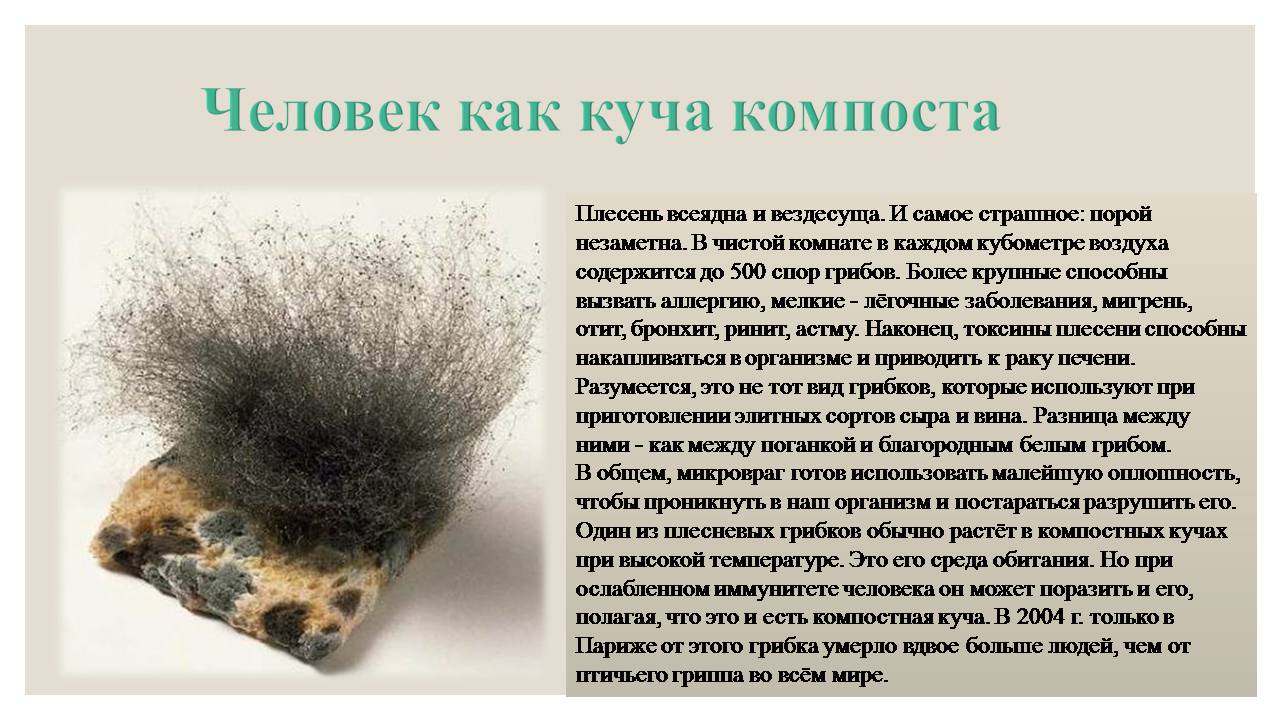 Презентація на тему «Микроорганизмы. Грибы» - Слайд #16 Презентація на тему «Микроорганизмы. Грибы» - Слайд #16