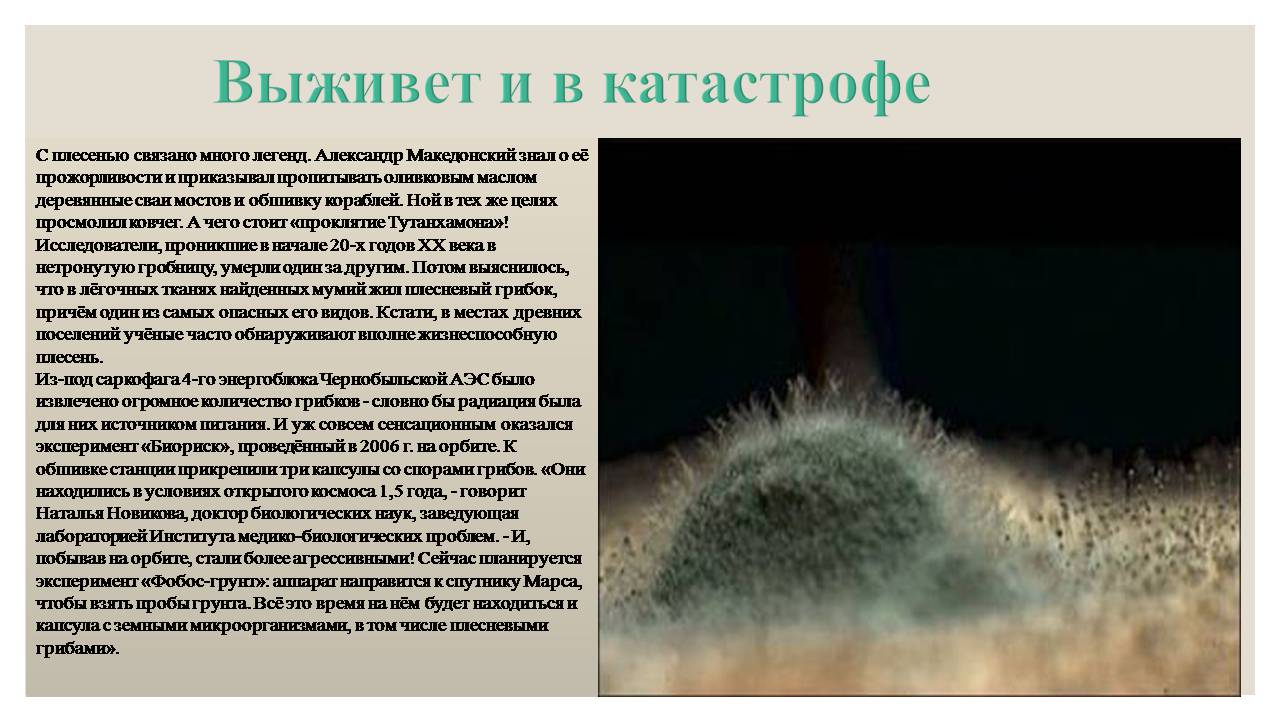 Презентація на тему «Микроорганизмы. Грибы» - Слайд #19 Презентація на тему «Микроорганизмы. Грибы» - Слайд #19