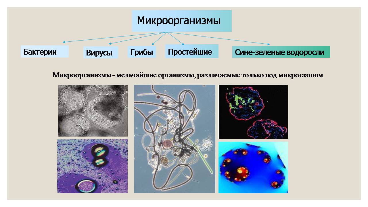 Презентація на тему «Микроорганизмы. Грибы» - Слайд #3 Презентація на тему «Микроорганизмы. Грибы» - Слайд #3