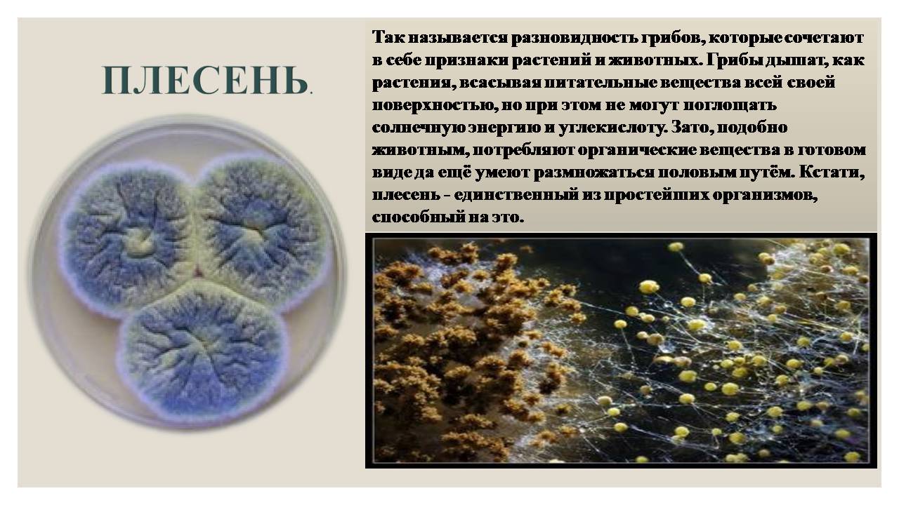 Презентація на тему «Микроорганизмы. Грибы» - Слайд #5 Презентація на тему «Микроорганизмы. Грибы» - Слайд #5