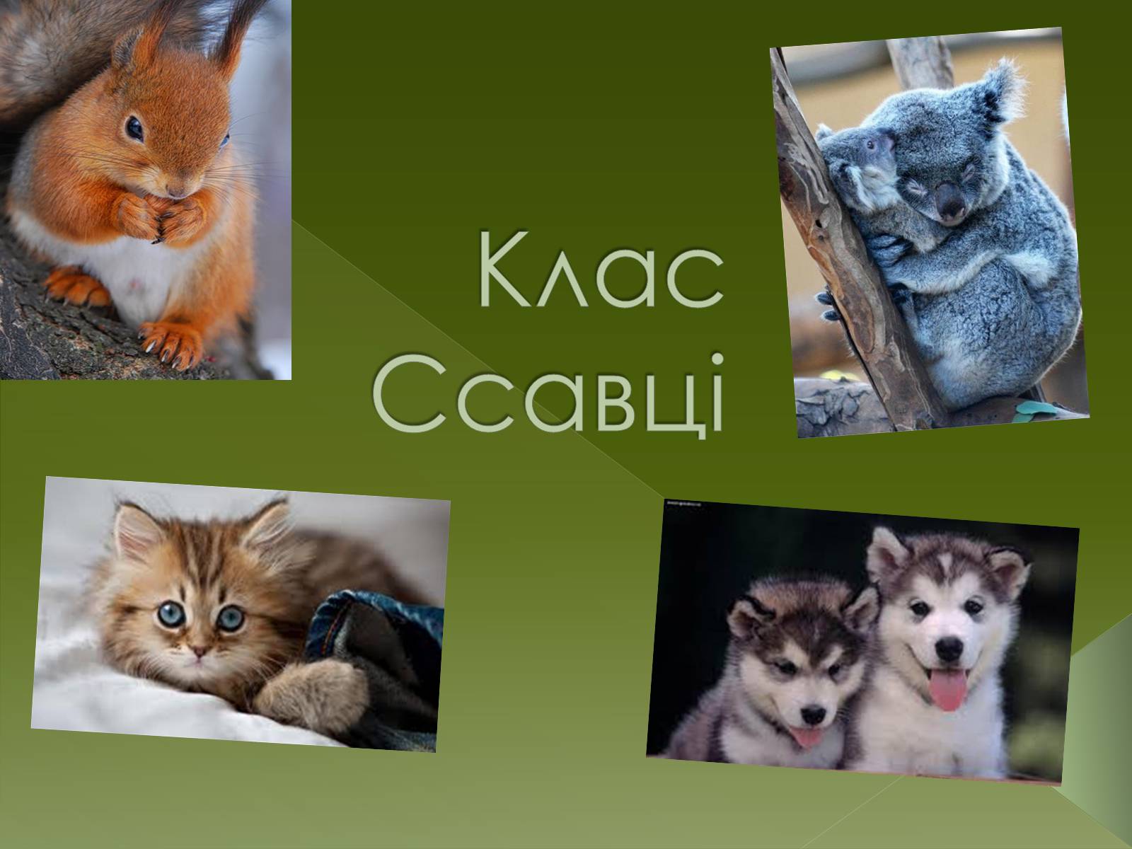 Презентація на тему «Клас Сcавці» (варіант 1) - Слайд #1 Презентація на тему «Клас Сcавці» (варіант 1) - Слайд #1