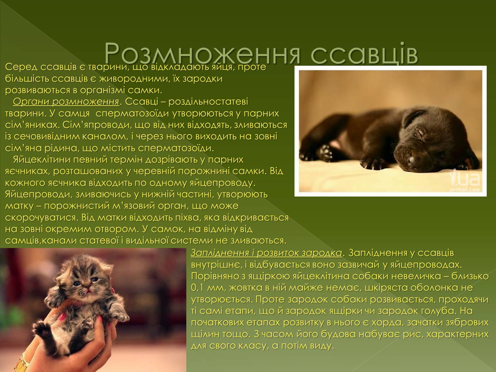 Презентація на тему «Клас Сcавці» (варіант 1) - Слайд #11 Презентація на тему «Клас Сcавці» (варіант 1) - Слайд #11