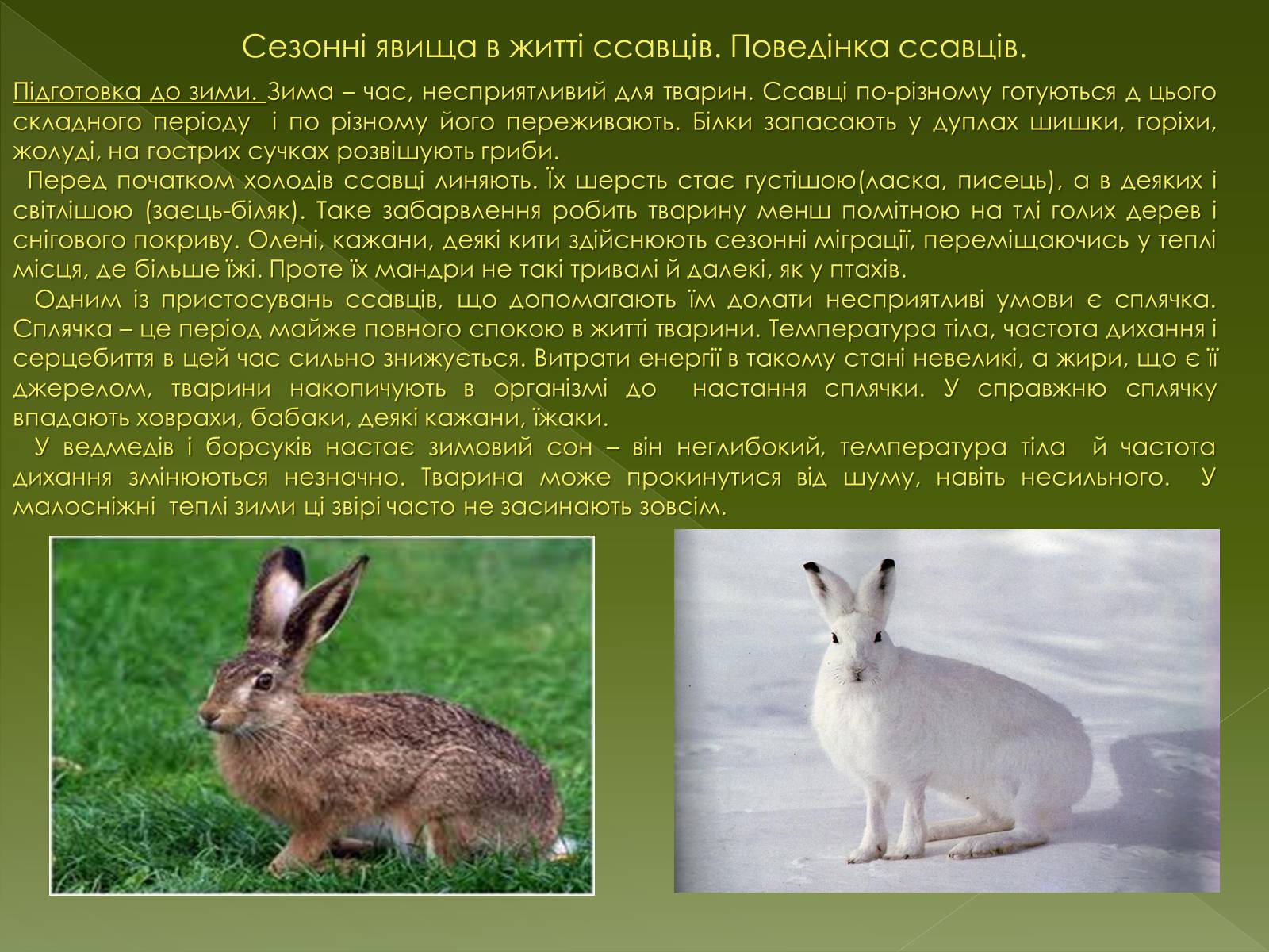 Презентація на тему «Клас Сcавці» (варіант 1) - Слайд #16 Презентація на тему «Клас Сcавці» (варіант 1) - Слайд #16