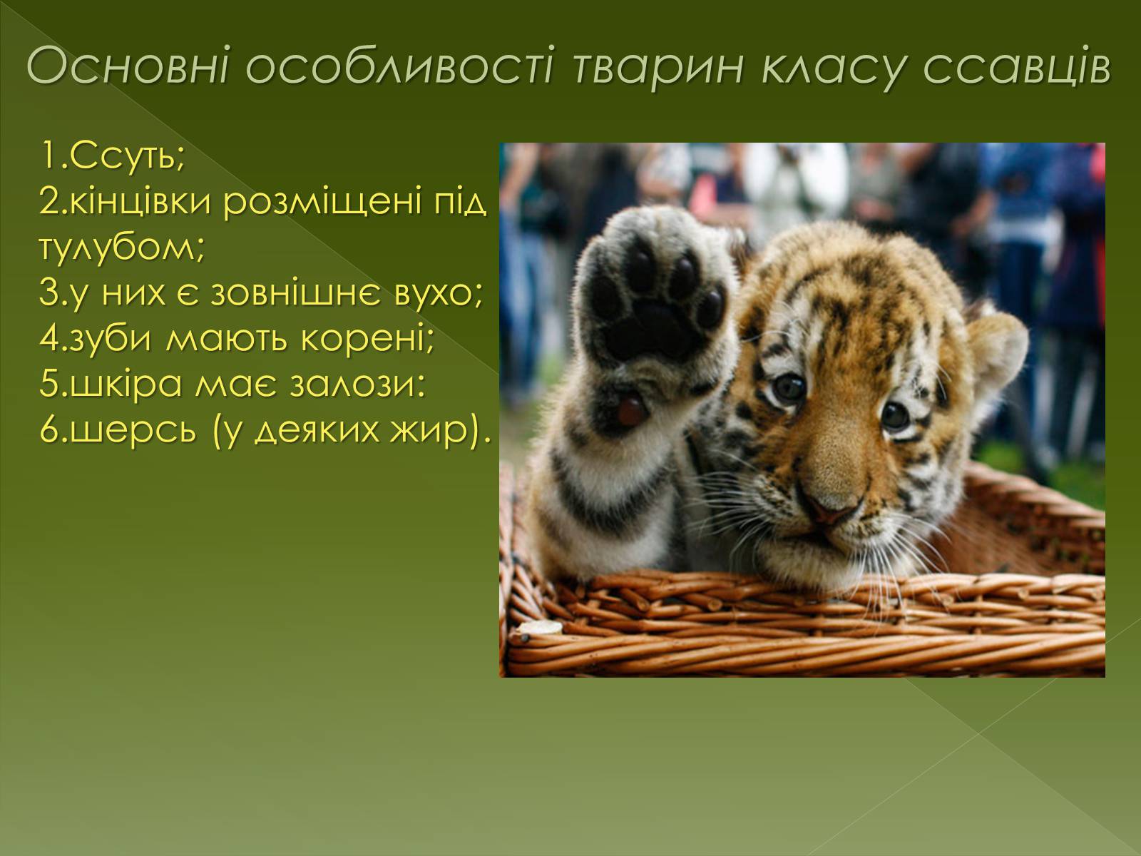 Презентація на тему «Клас Сcавці» (варіант 1) - Слайд #2 Презентація на тему «Клас Сcавці» (варіант 1) - Слайд #2
