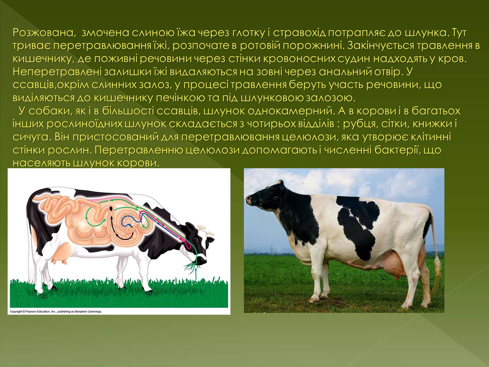Презентація на тему «Клас Сcавці» (варіант 1) - Слайд #7 Презентація на тему «Клас Сcавці» (варіант 1) - Слайд #7