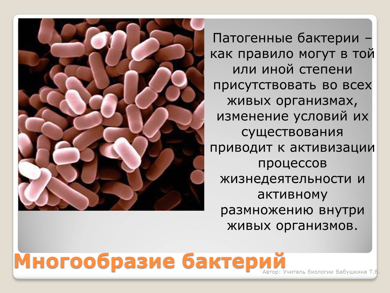 Презентація на тему «Царство Бактерии» - Слайд #14 Презентація на тему «Царство Бактерии» - Слайд #14