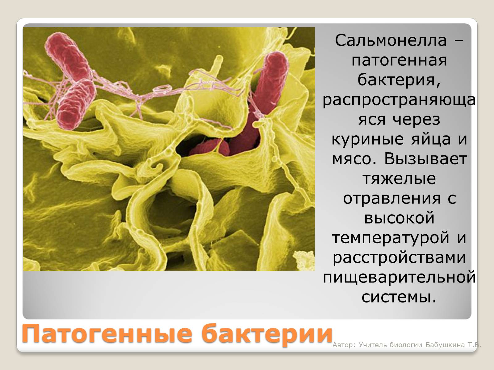 Презентація на тему «Царство Бактерии» - Слайд #16 Презентація на тему «Царство Бактерии» - Слайд #16
