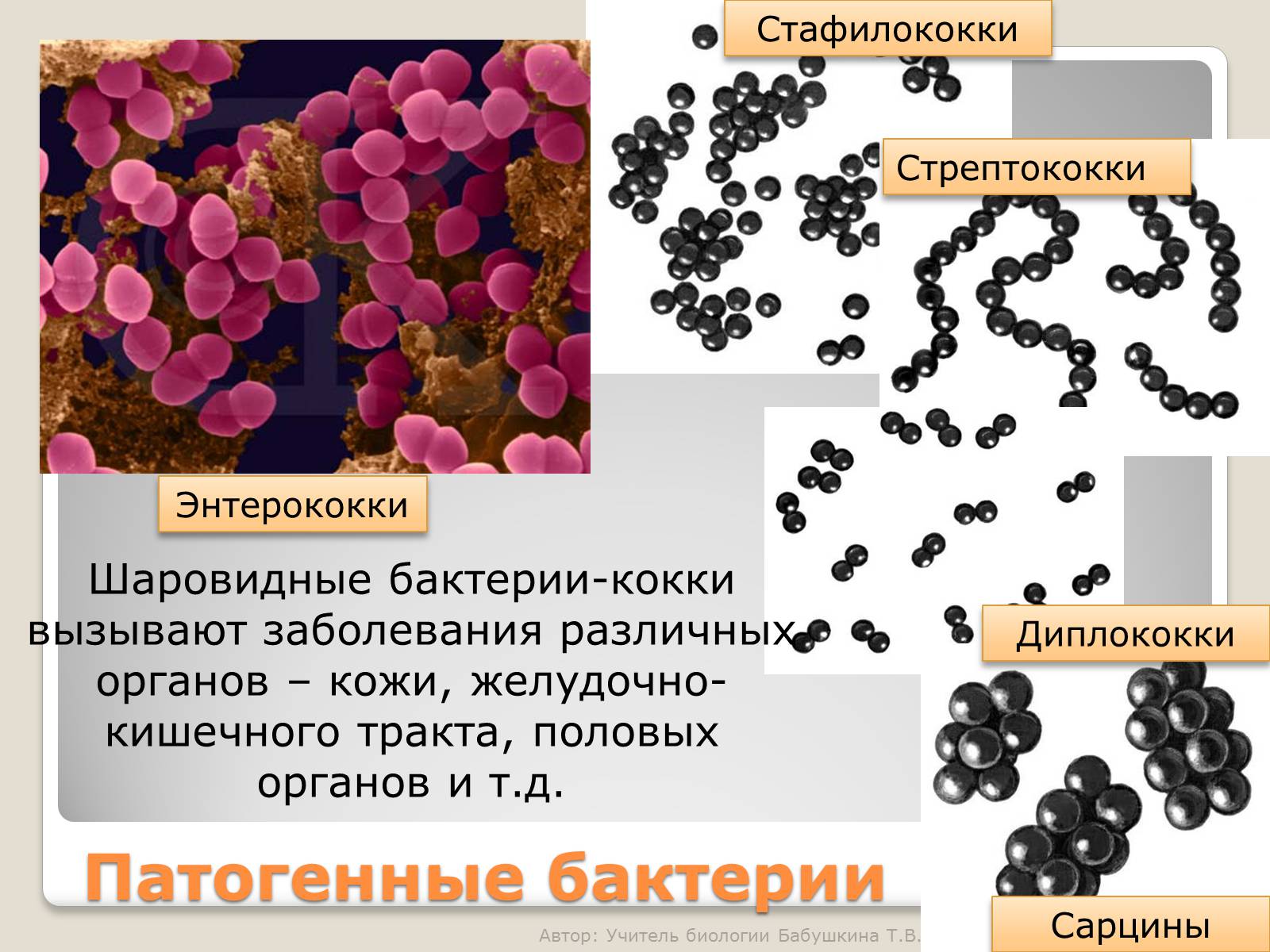 Презентація на тему «Царство Бактерии» - Слайд #18 Презентація на тему «Царство Бактерии» - Слайд #18
