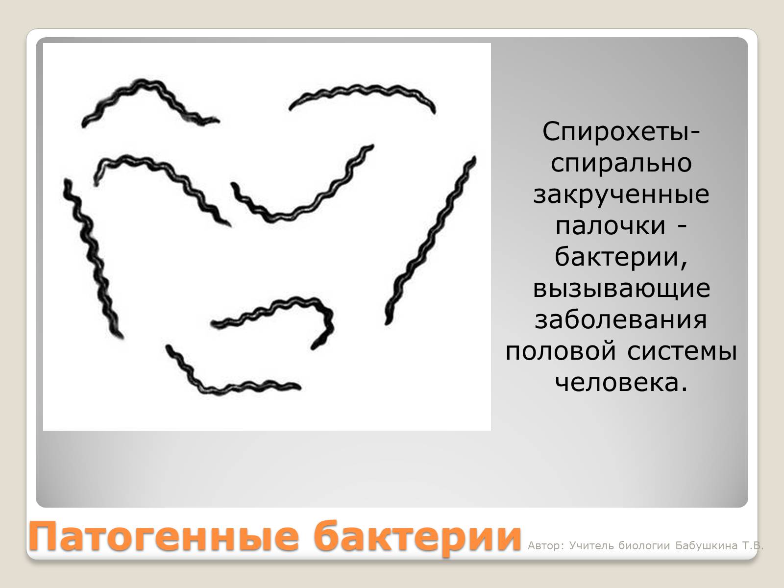 Презентація на тему «Царство Бактерии» - Слайд #19 Презентація на тему «Царство Бактерии» - Слайд #19