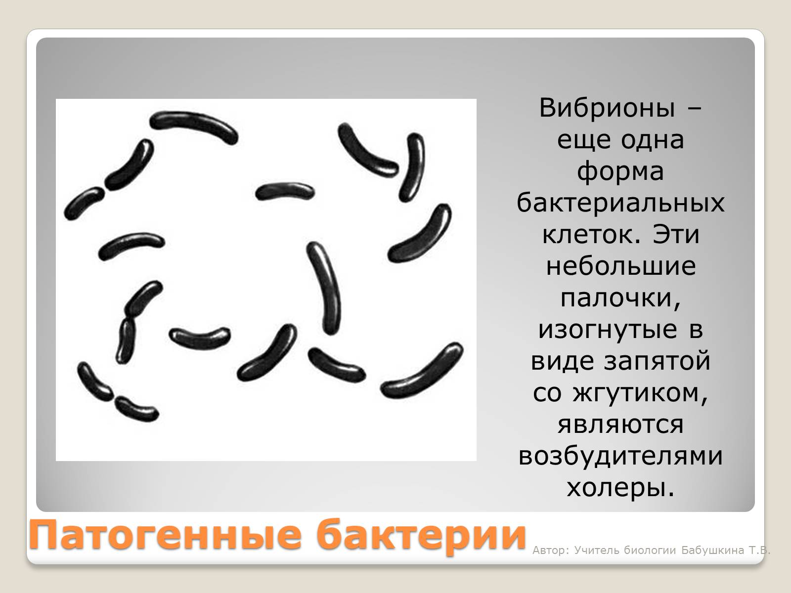 Презентація на тему «Царство Бактерии» - Слайд #20 Презентація на тему «Царство Бактерии» - Слайд #20